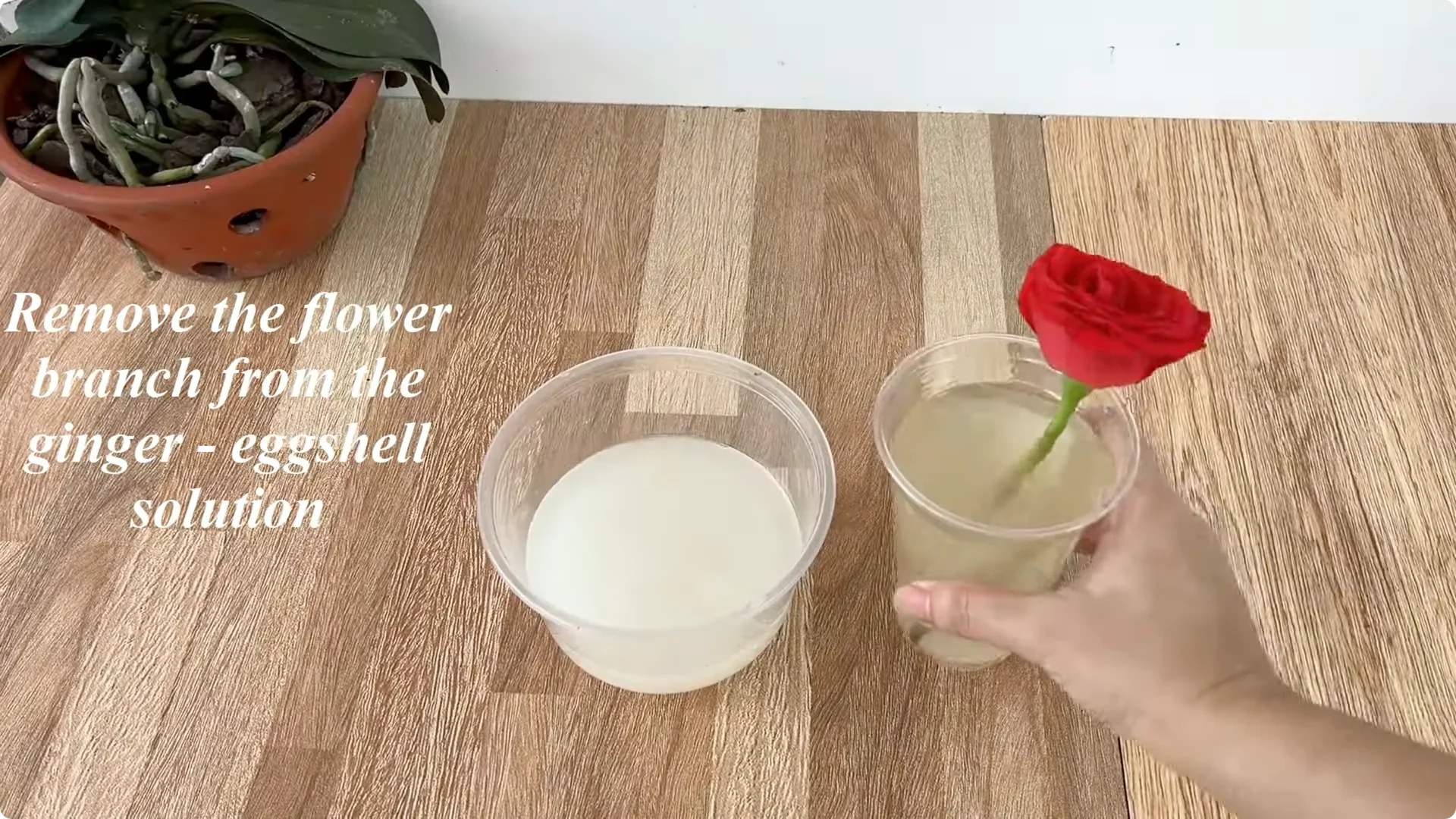 How One Egg Sparked a Rose Branch to Bloom and Root Deep screenshot 5