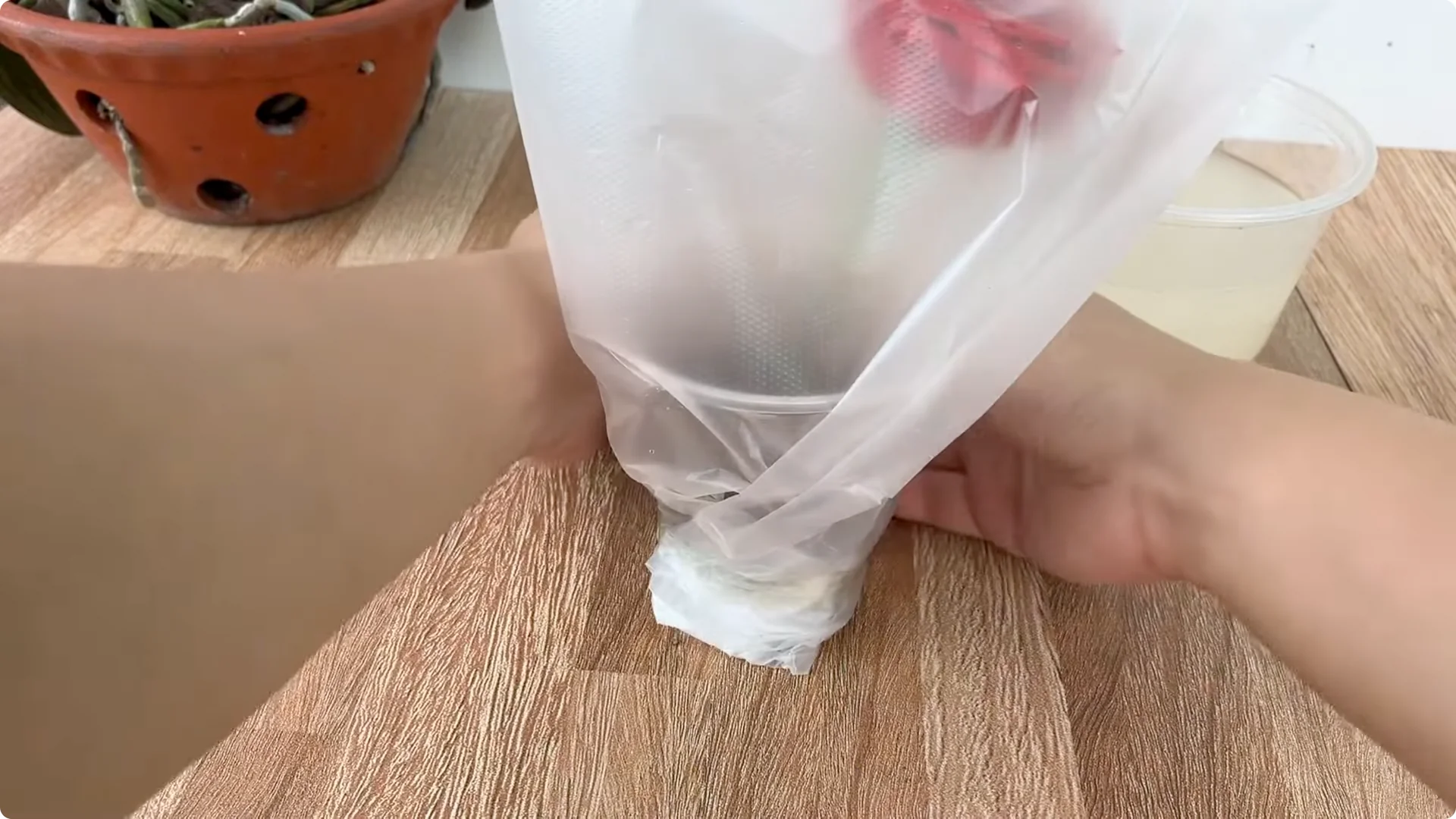 How One Egg Sparked a Rose Branch to Bloom and Root Deep screenshot 7