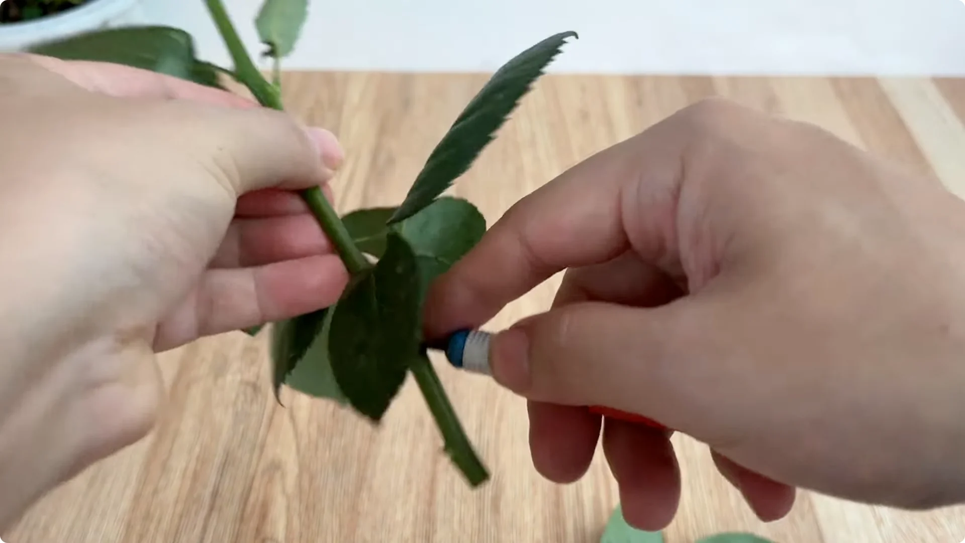 How One Egg Sparked a Rose Branch to Bloom and Root Deep screenshot 9