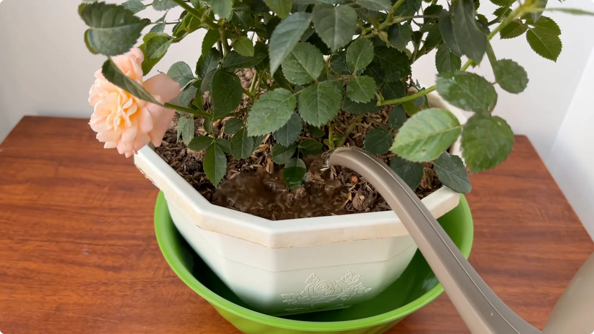 How One Piece in a Rose Pot Sparks Thriving Blooms screenshot 13