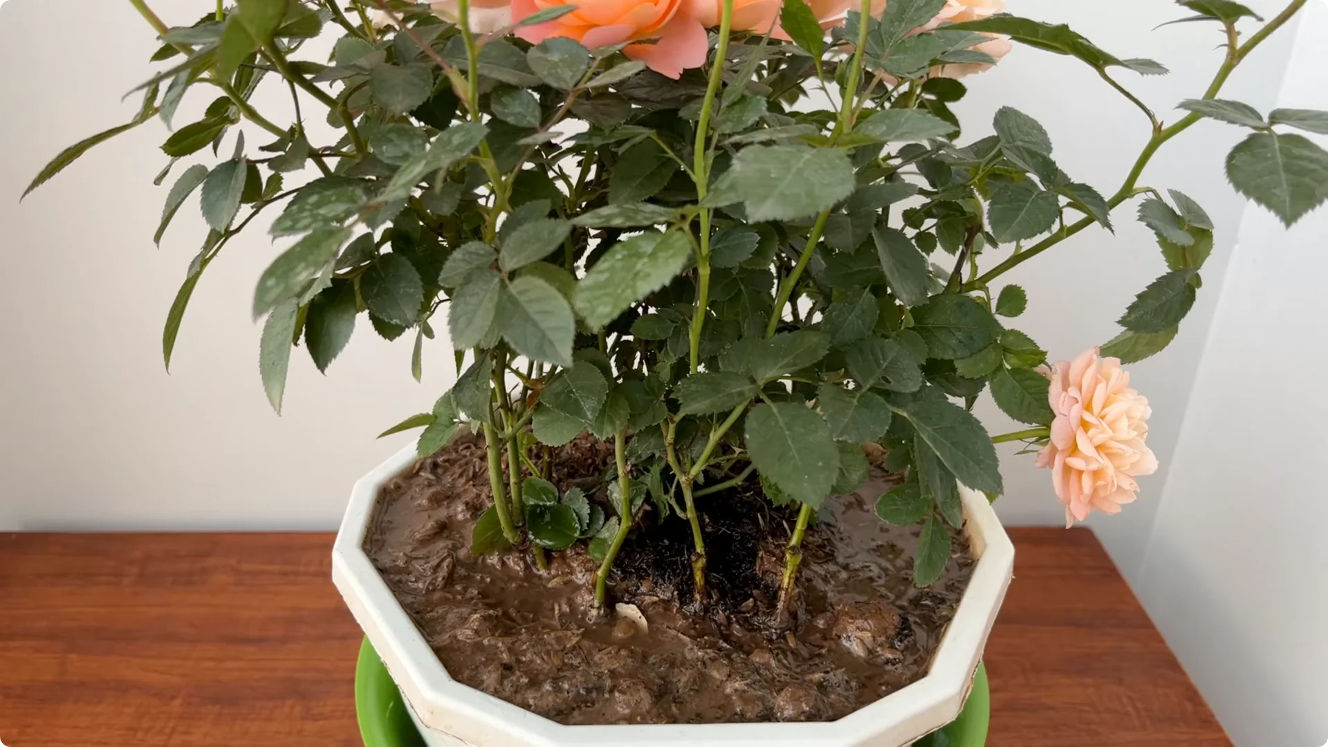 How One Piece in a Rose Pot Sparks Thriving Blooms screenshot 14