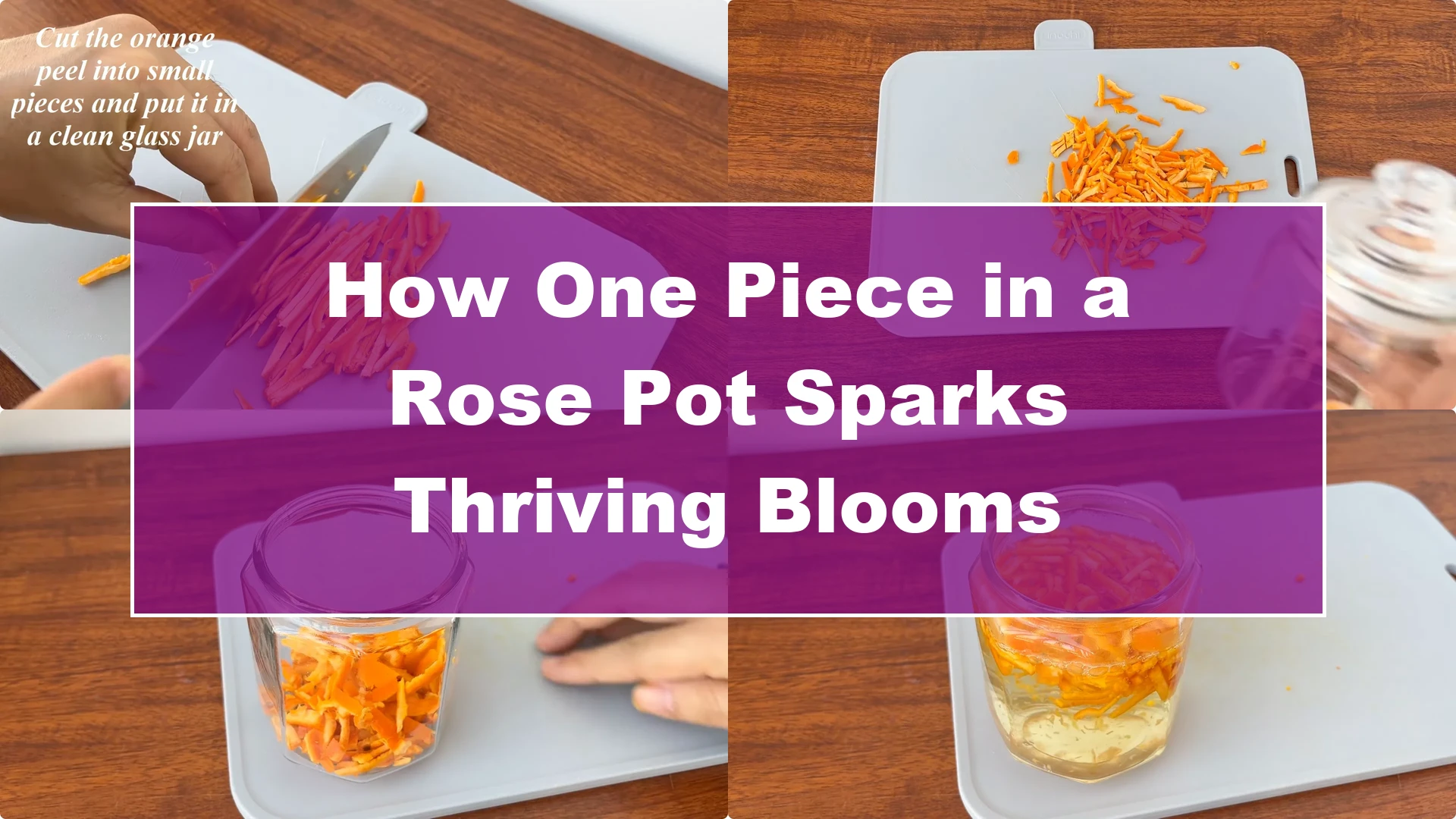 How One Piece in a Rose Pot Sparks Thriving Blooms - Featured Image
