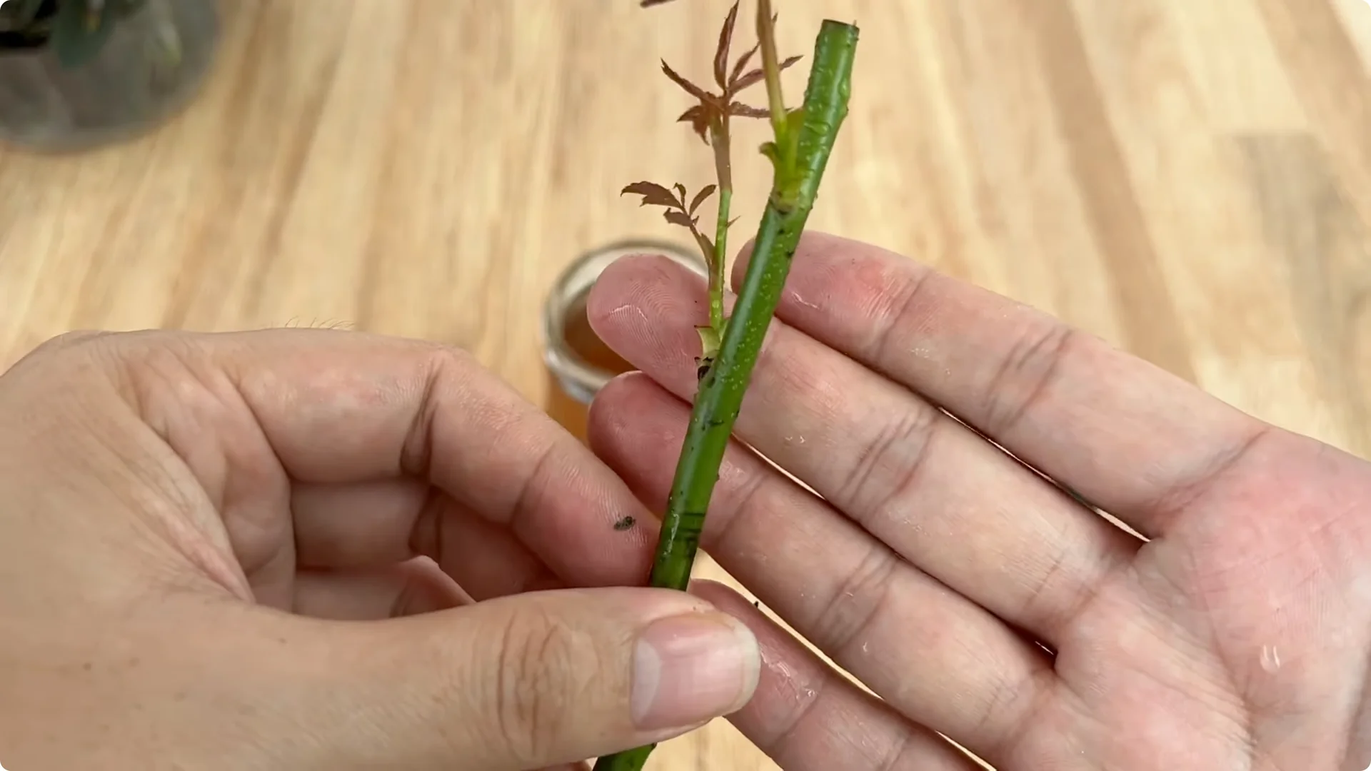 How One Simple Cup Sparks 1001 Roots and Year-Round Roses screenshot 10