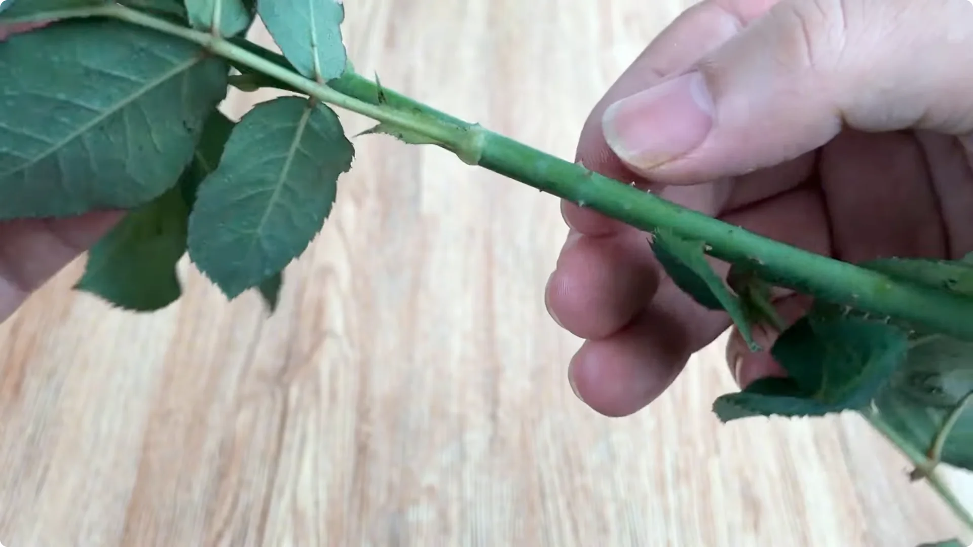 How One Simple Cup Sparks 1001 Roots and Year-Round Roses screenshot 3