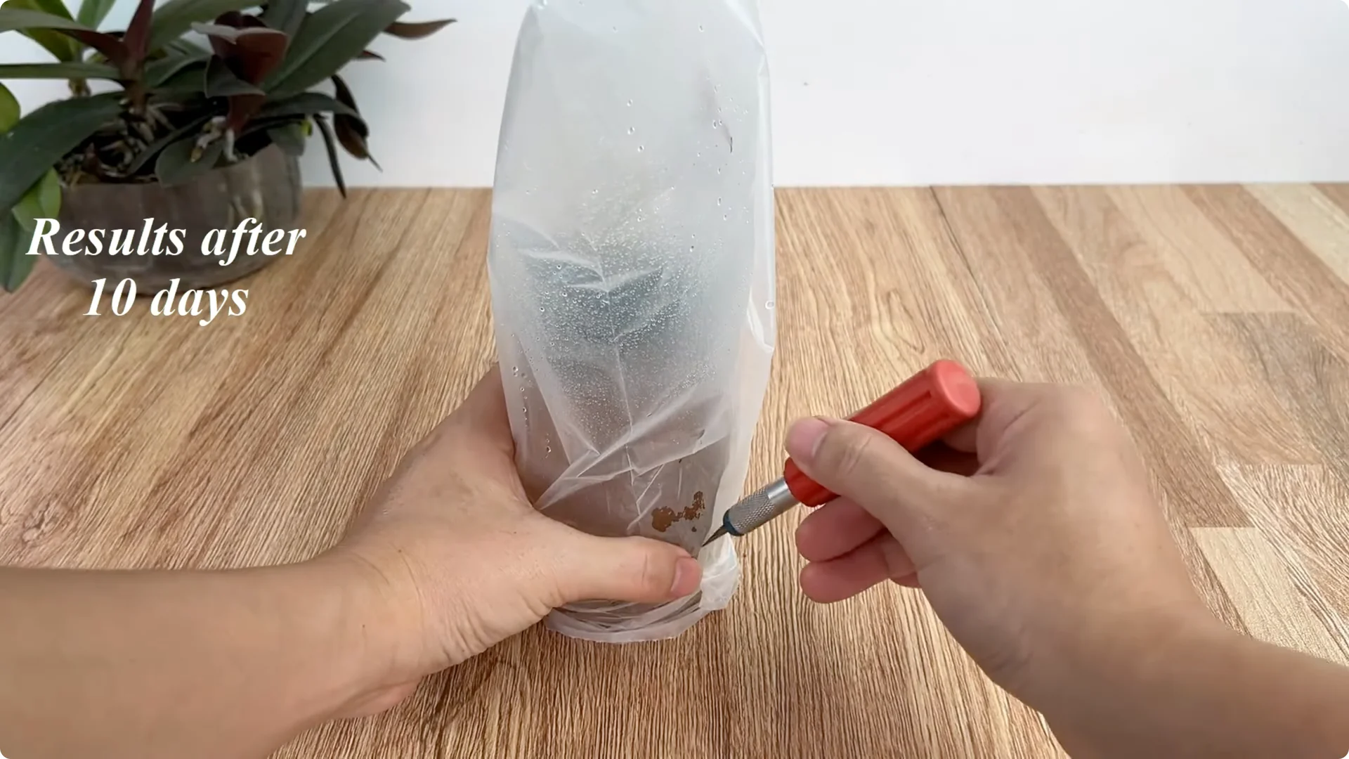 How One Simple Cup Sparks 1001 Roots and Year-Round Roses screenshot 9