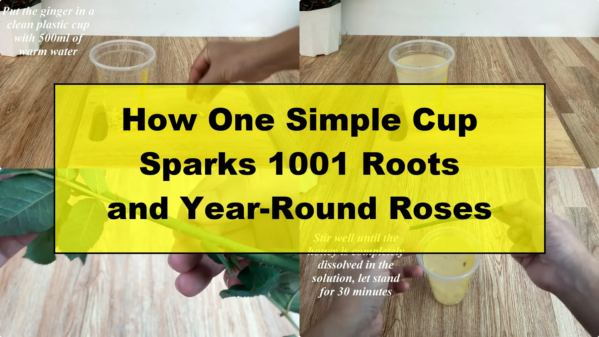 How One Simple Cup Sparks 1001 Roots and Year-Round Roses - Featured Image