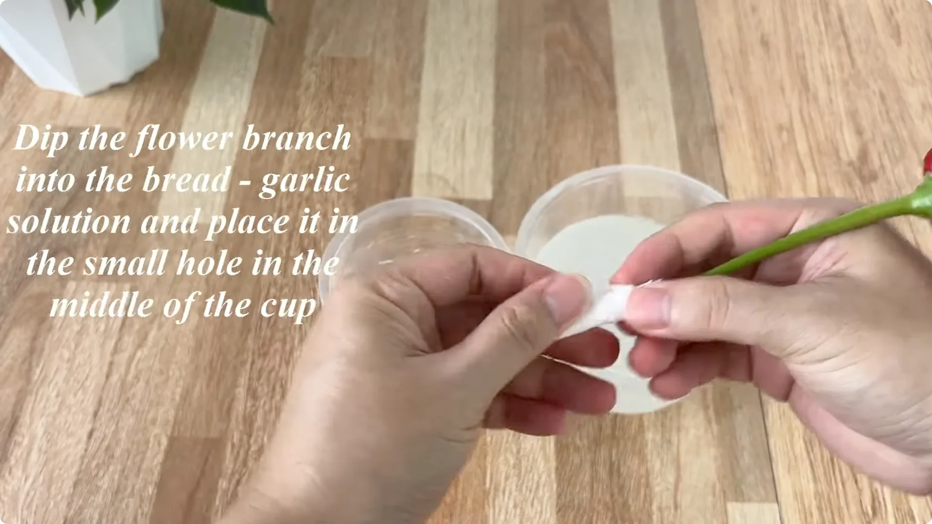 How One Slice of Bread Can Boost Rose Branch Growth Dramatically screenshot 12