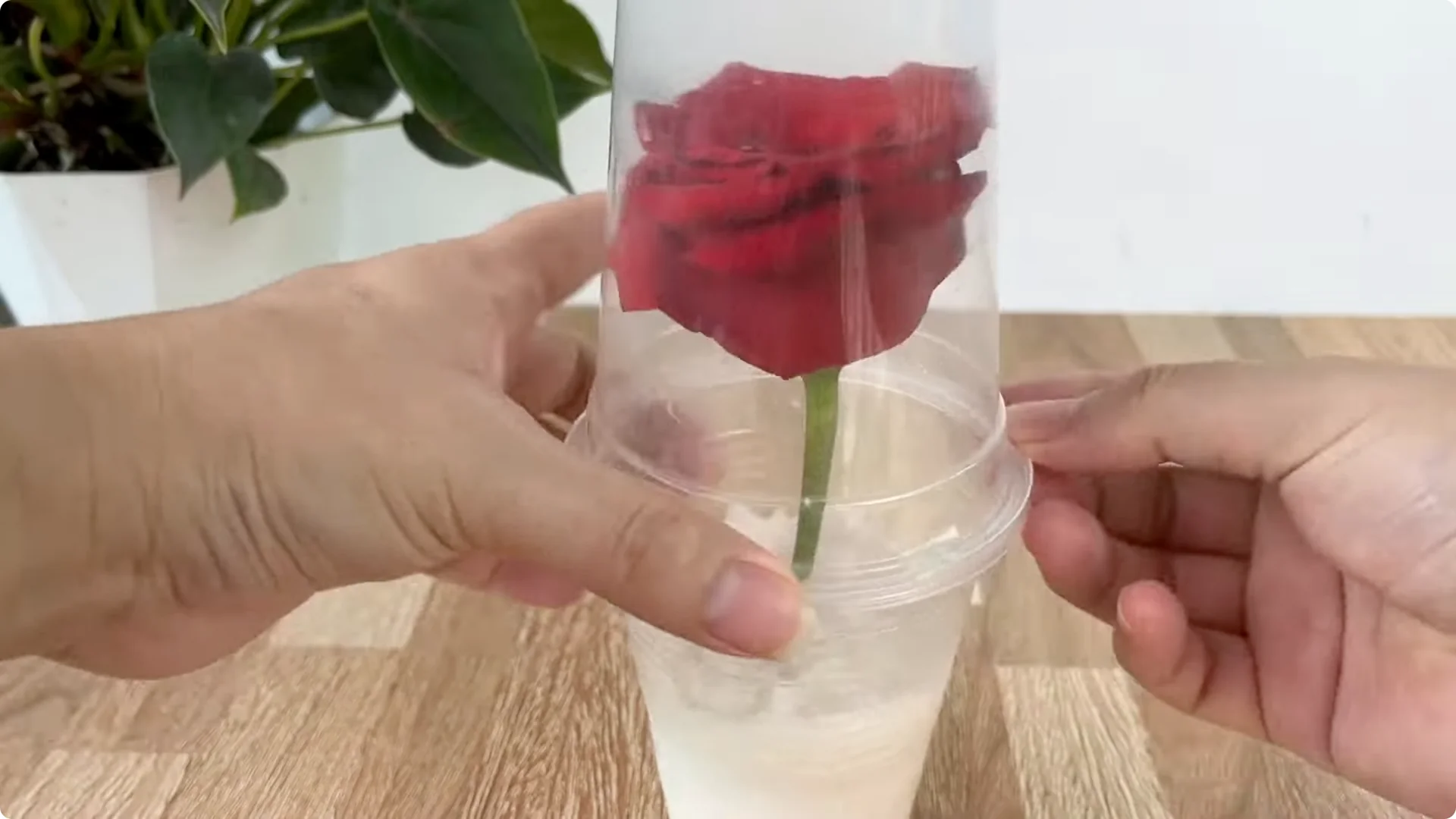 How One Slice of Bread Can Boost Rose Branch Growth Dramatically screenshot 14