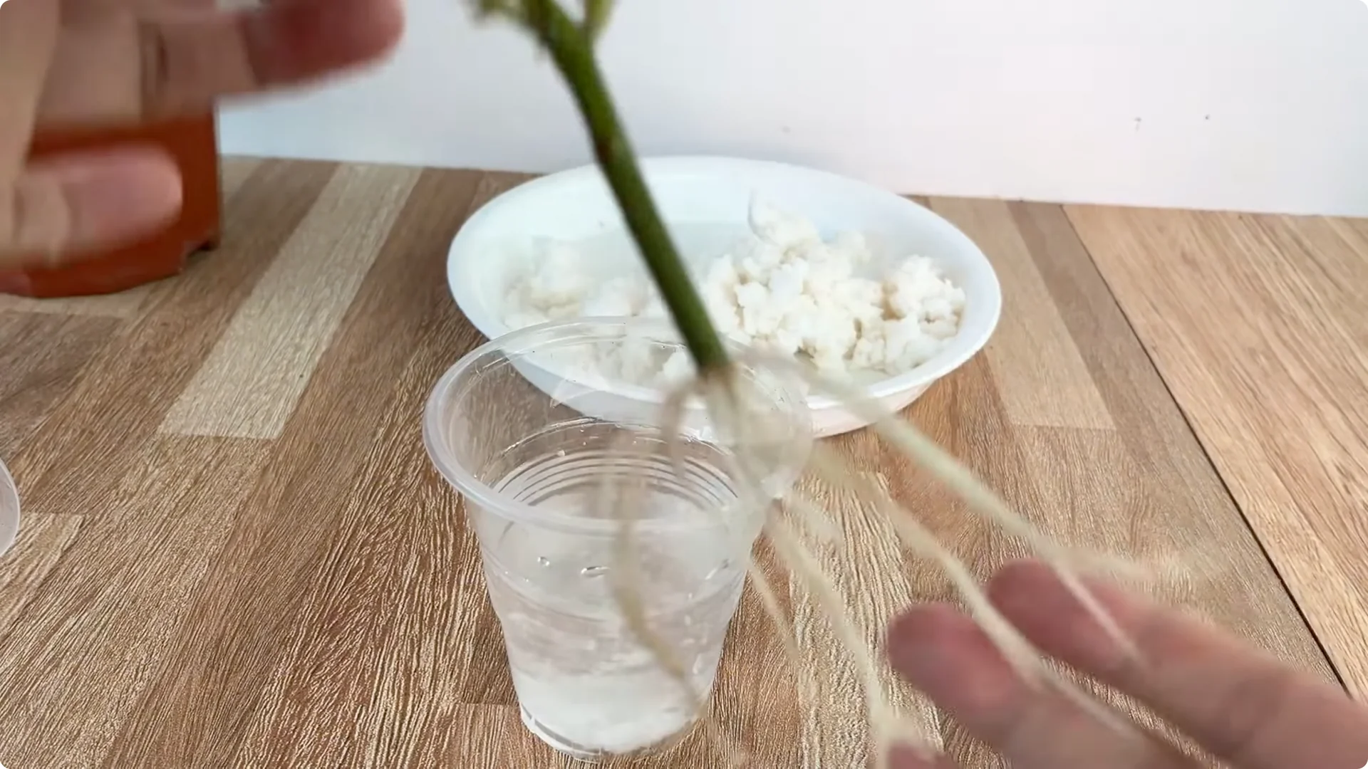 How One Slice of Bread Can Boost Rose Branch Growth Dramatically screenshot 15