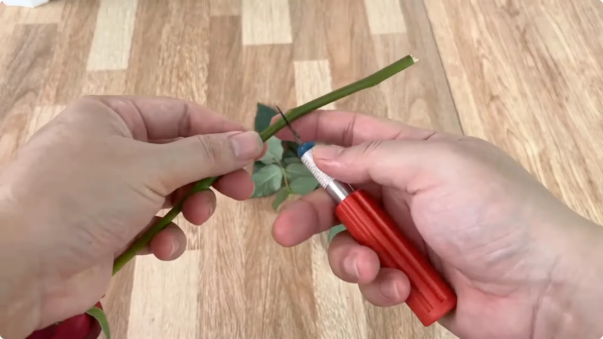 How One Slice of Bread Can Boost Rose Branch Growth Dramatically screenshot 3