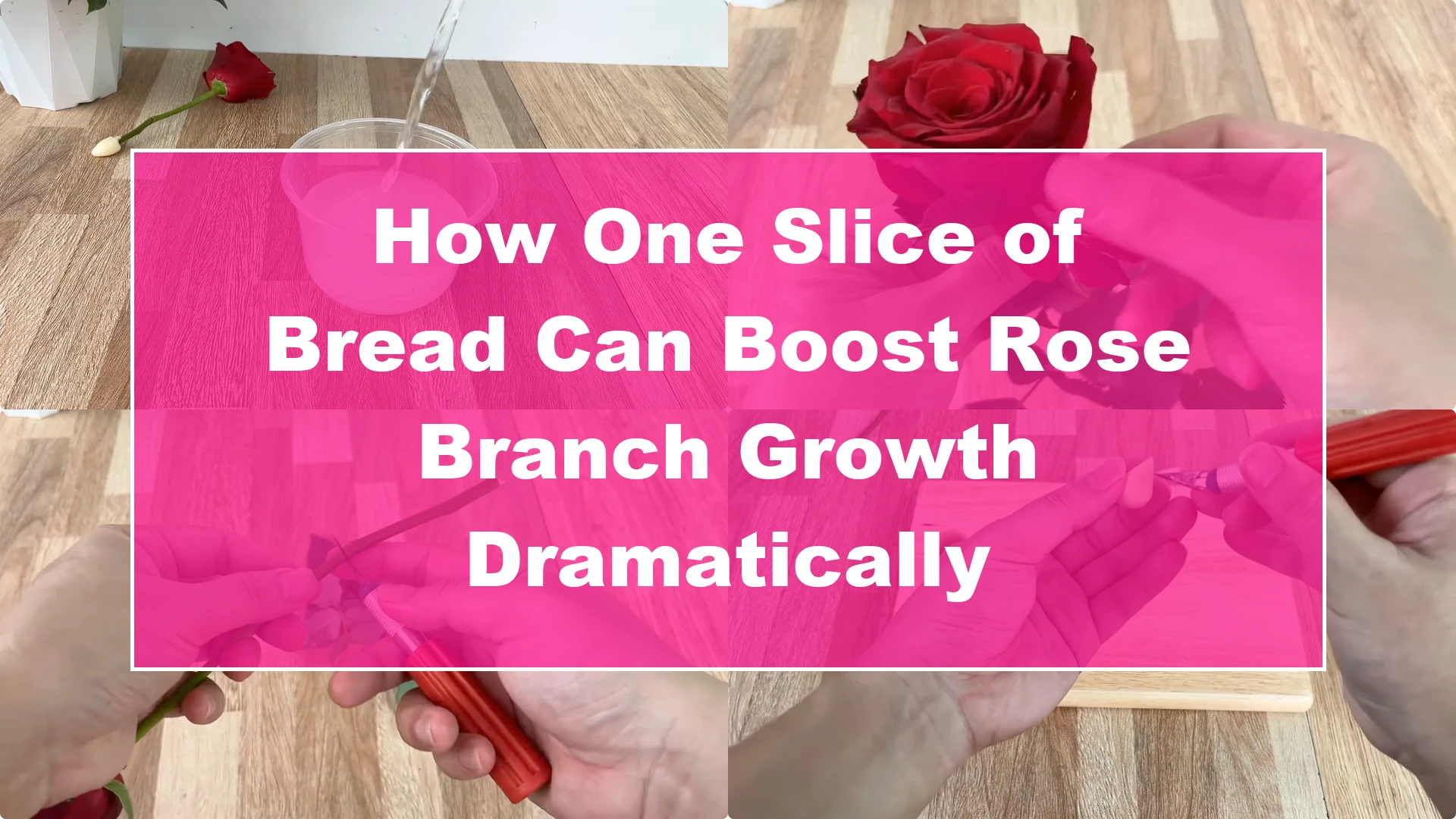 How One Slice of Bread Can Boost Rose Branch Growth Dramatically - Featured Image