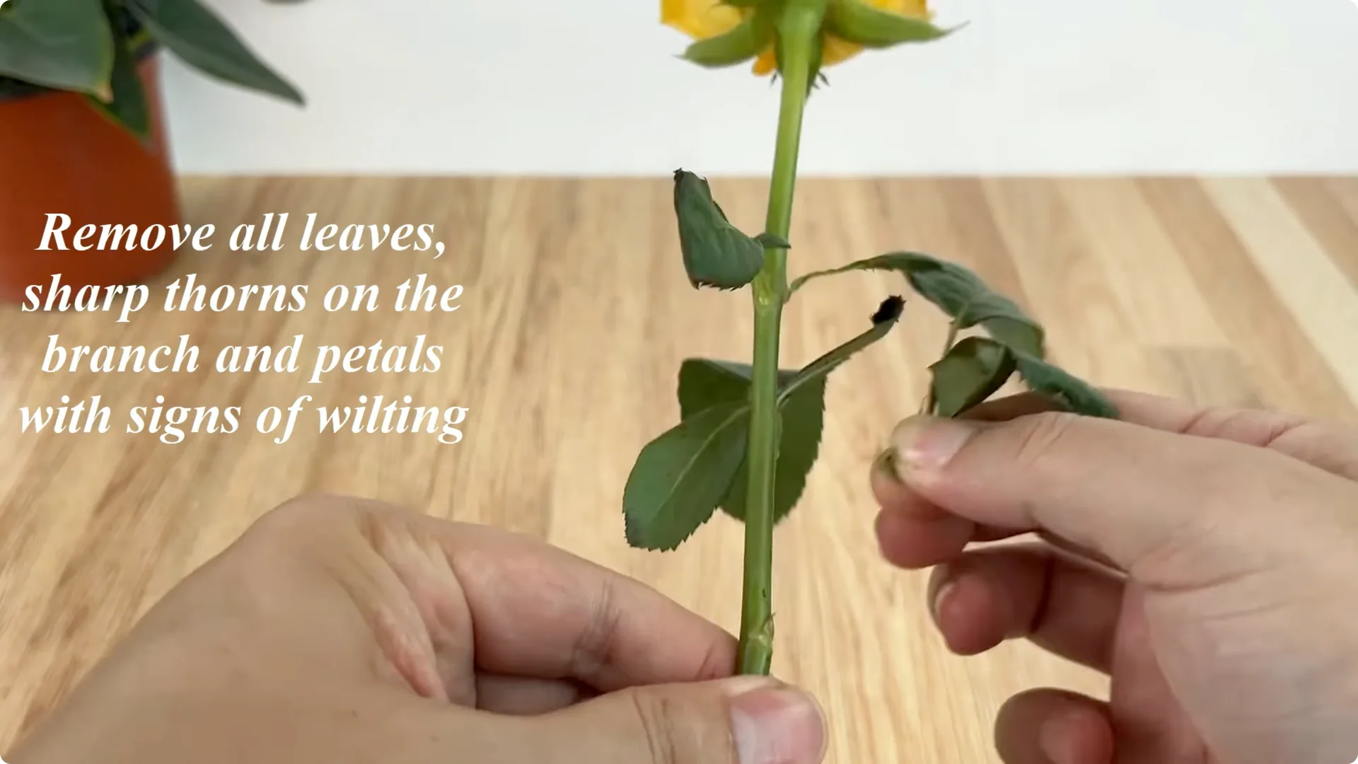 How One Spoonful Helps Rose Branches Root and Bloom More screenshot 1