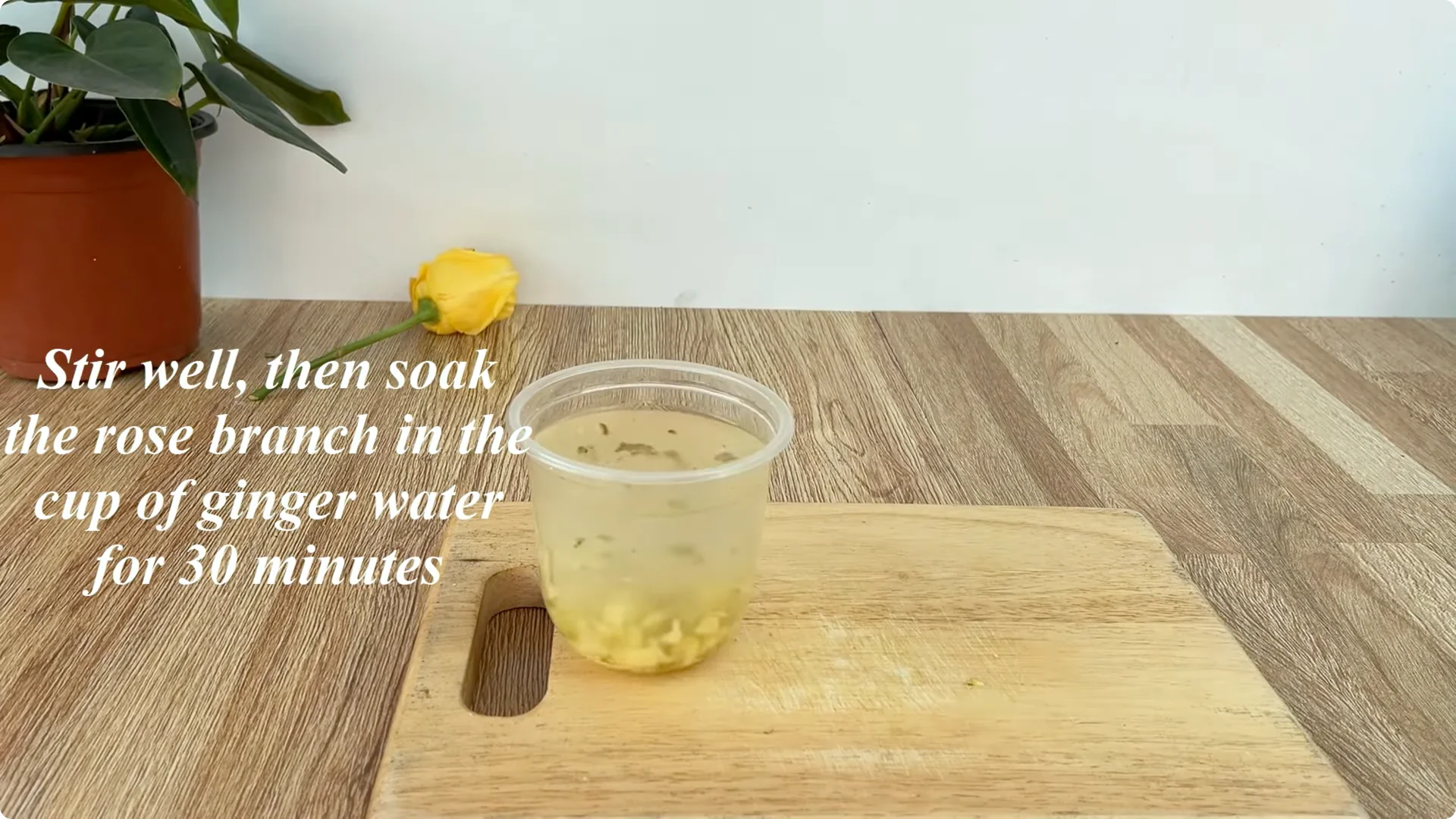 How One Spoonful Helps Rose Branches Root and Bloom More screenshot 2