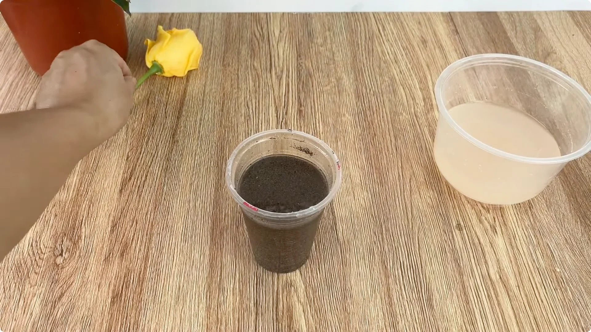 How One Spoonful Helps Rose Branches Root and Bloom More screenshot 5