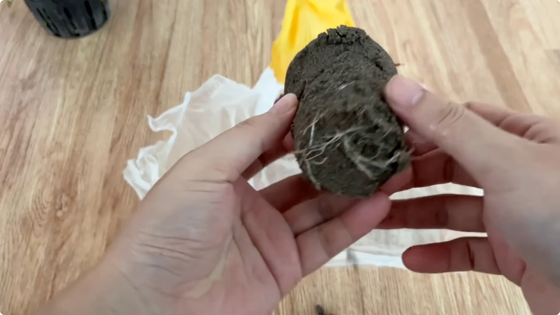 How One Spoonful Helps Rose Branches Root and Bloom More screenshot 7