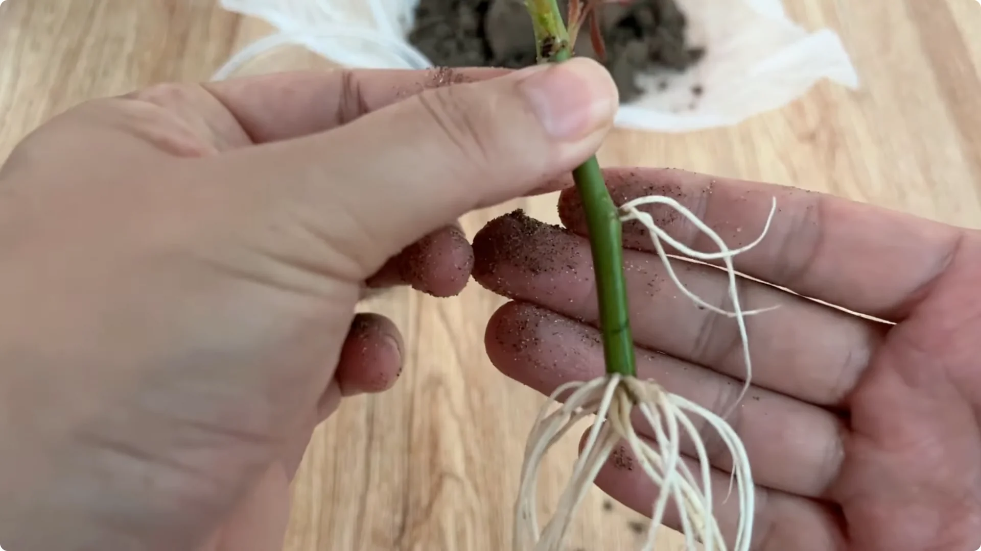 How One Spoonful Helps Rose Branches Root and Bloom More screenshot 8