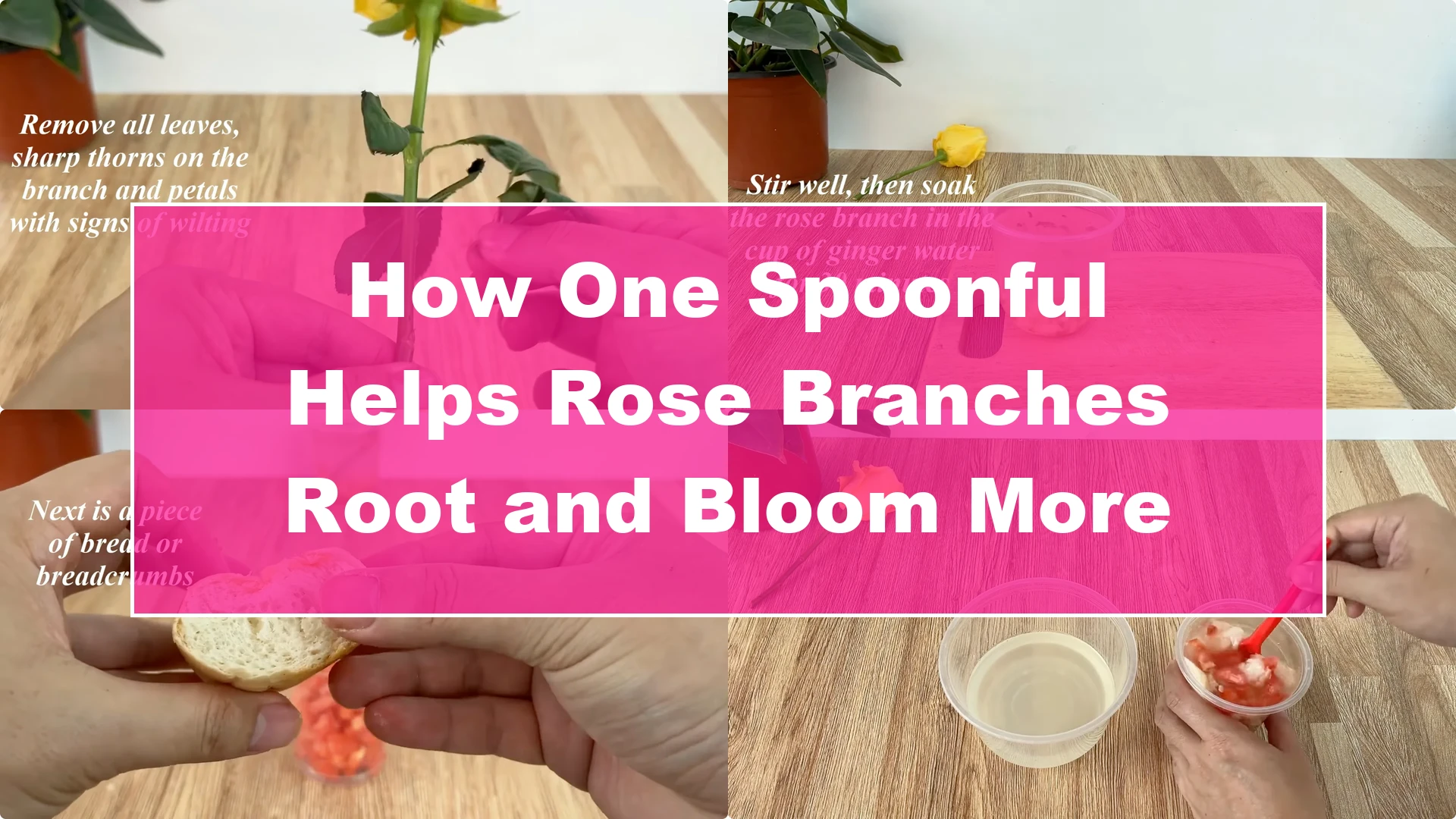 How One Spoonful Helps Rose Branches Root and Bloom More - Featured Image