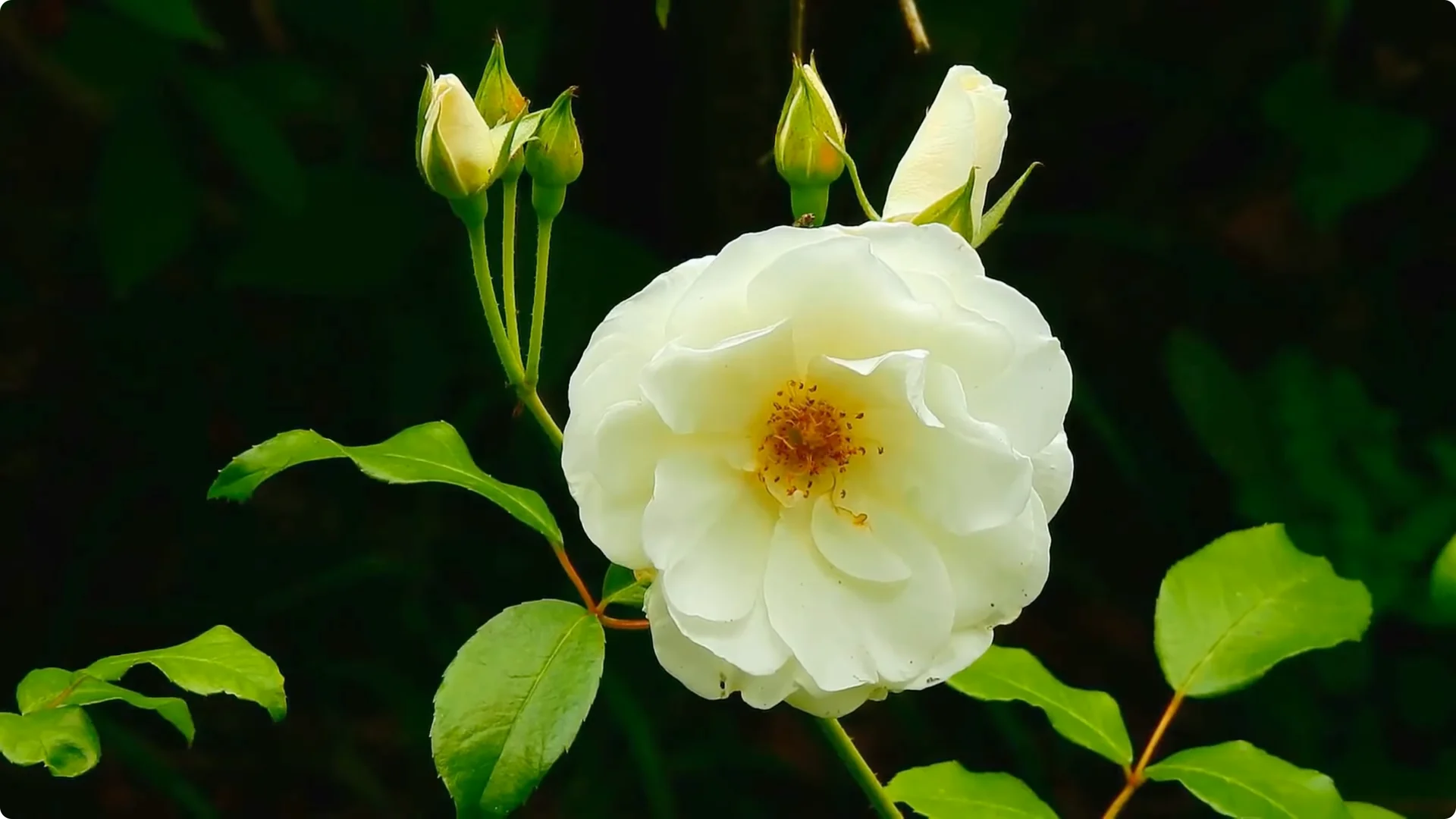 How One Thin Rose Slice Sparks Roots and Blooming Branches screenshot 1