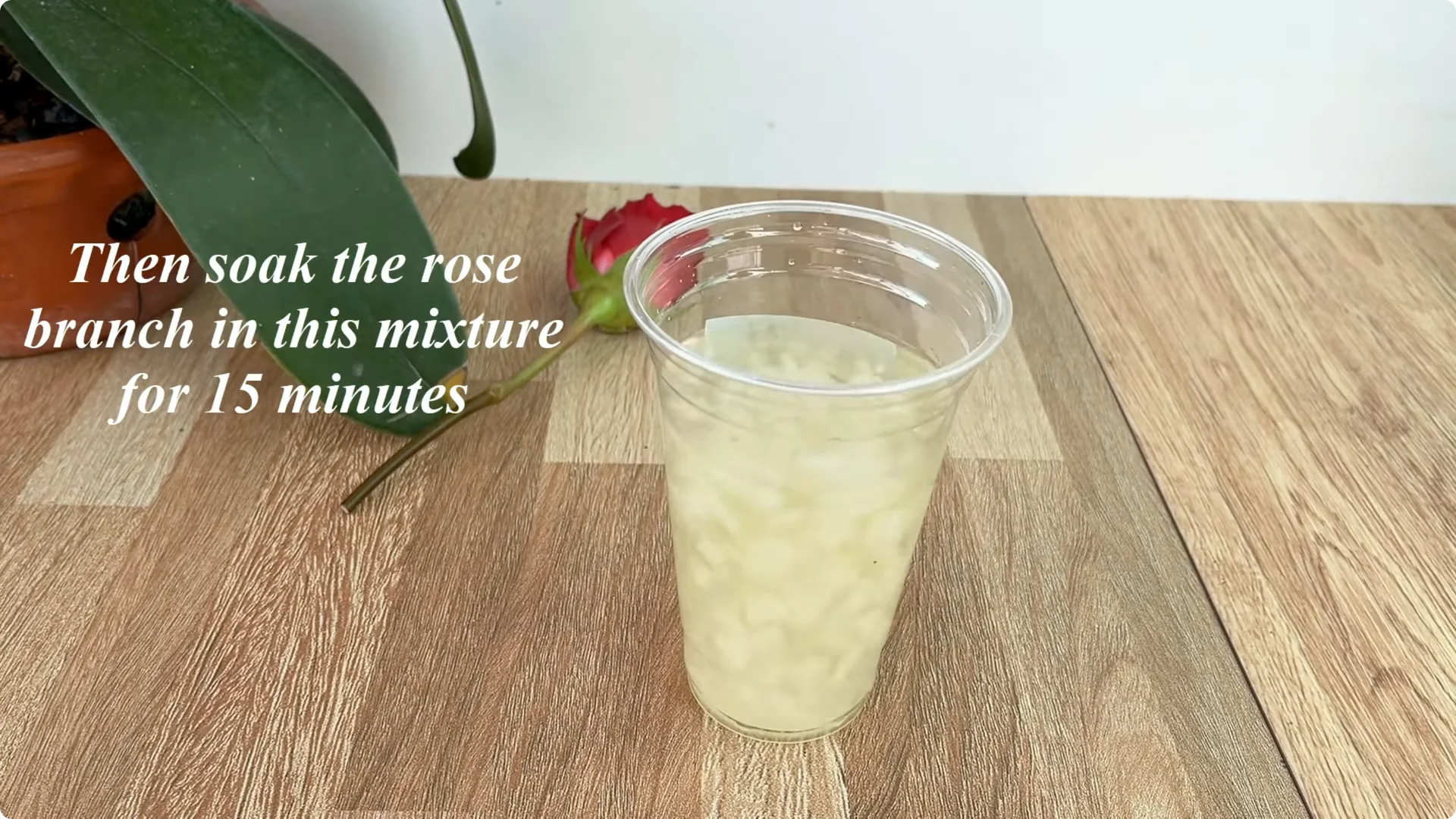 How One Thin Rose Slice Sparks Roots and Blooming Branches screenshot 10