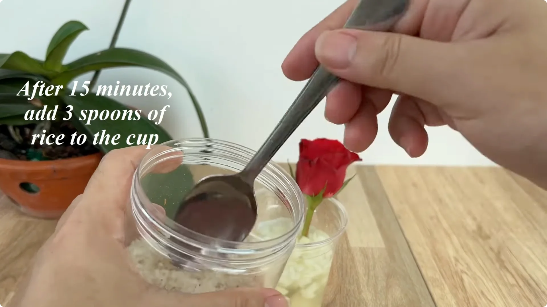 How One Thin Rose Slice Sparks Roots and Blooming Branches screenshot 11