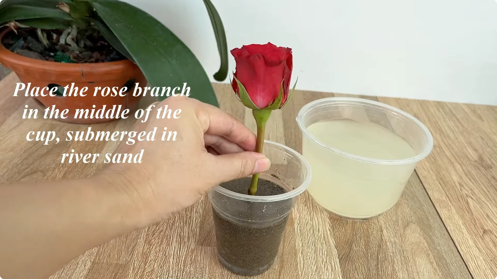 How One Thin Rose Slice Sparks Roots and Blooming Branches screenshot 12