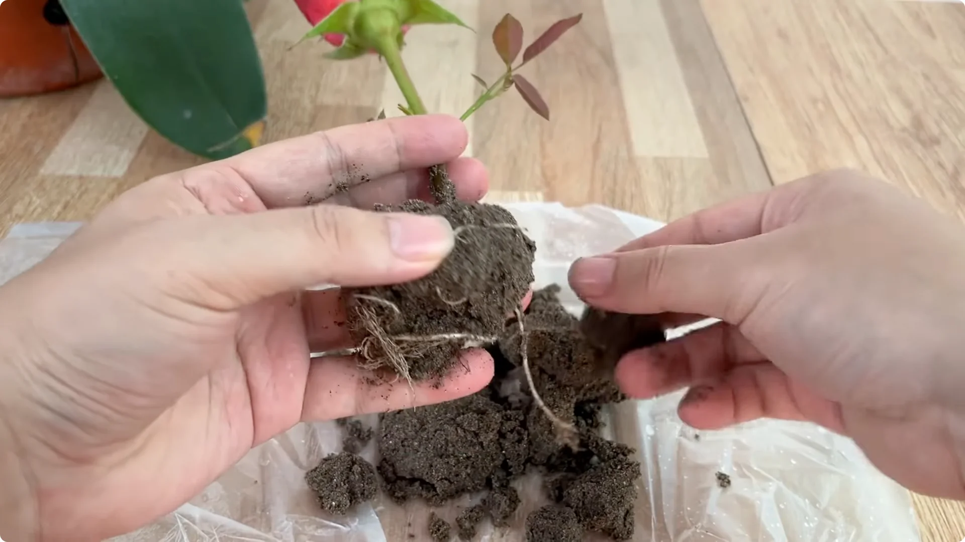 How One Thin Rose Slice Sparks Roots and Blooming Branches screenshot 13