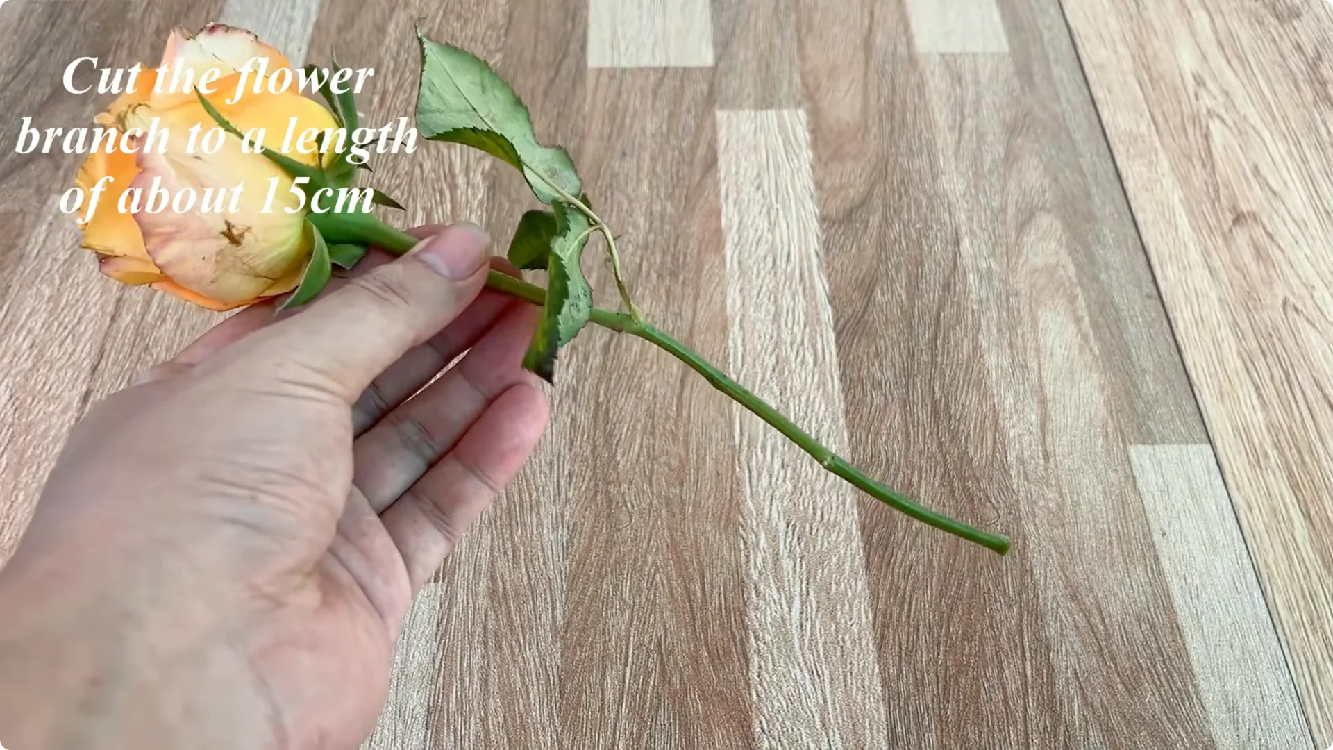 How One Thin Rose Slice Sparks Roots and Blooming Branches screenshot 2