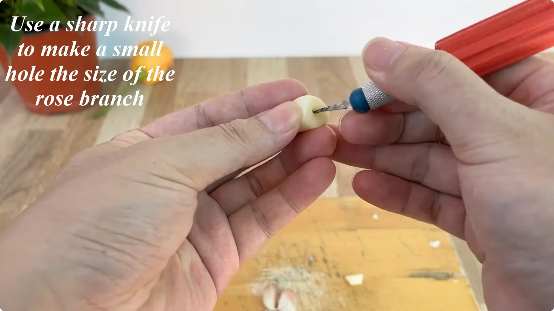 How One Thin Rose Slice Sparks Roots and Blooming Branches screenshot 3