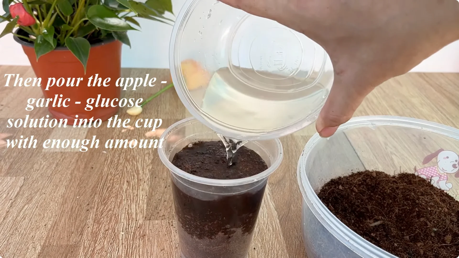 How One Thin Rose Slice Sparks Roots and Blooming Branches screenshot 5