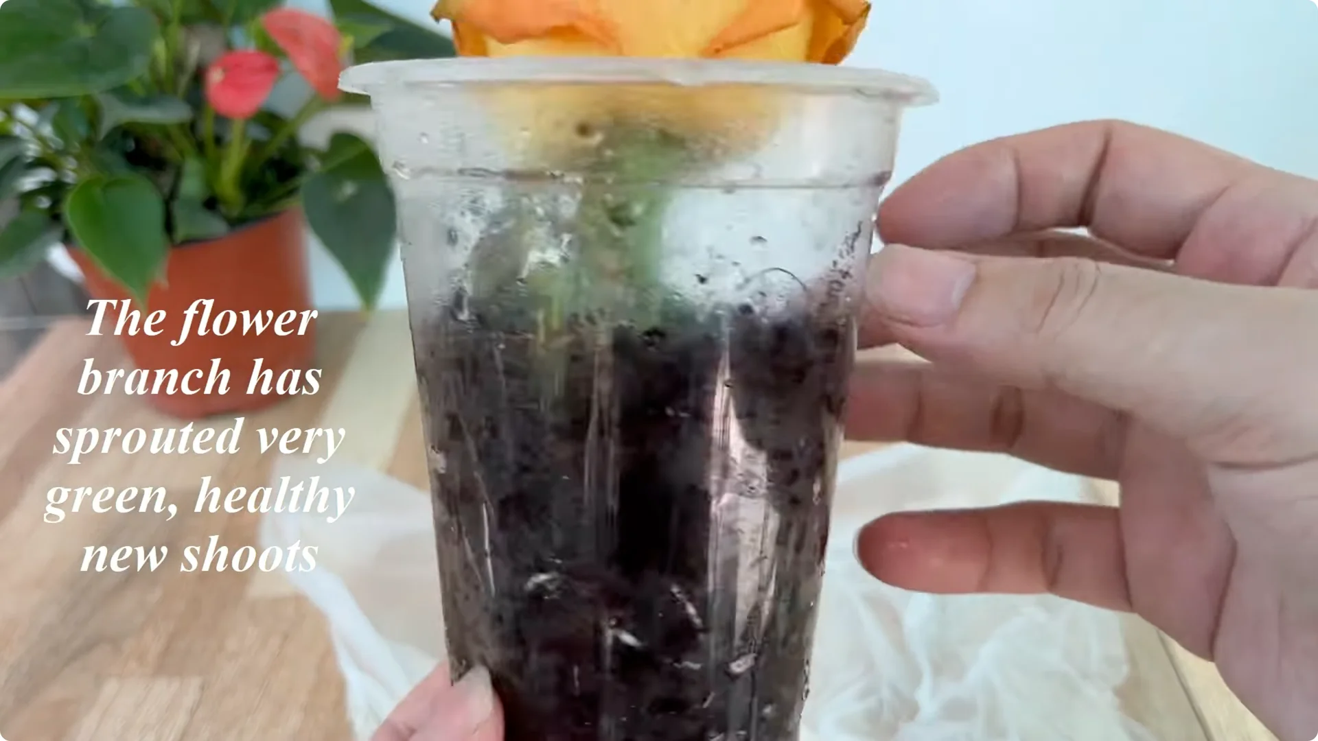 How One Thin Rose Slice Sparks Roots and Blooming Branches screenshot 7