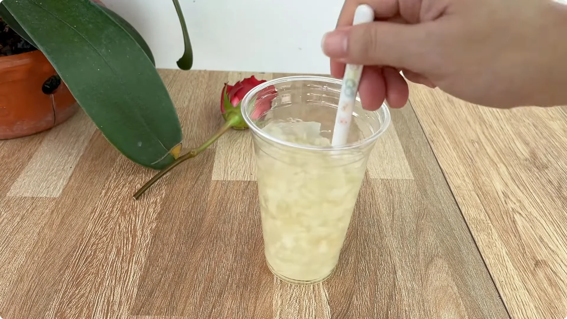 How One Thin Rose Slice Sparks Roots and Blooming Branches screenshot 8