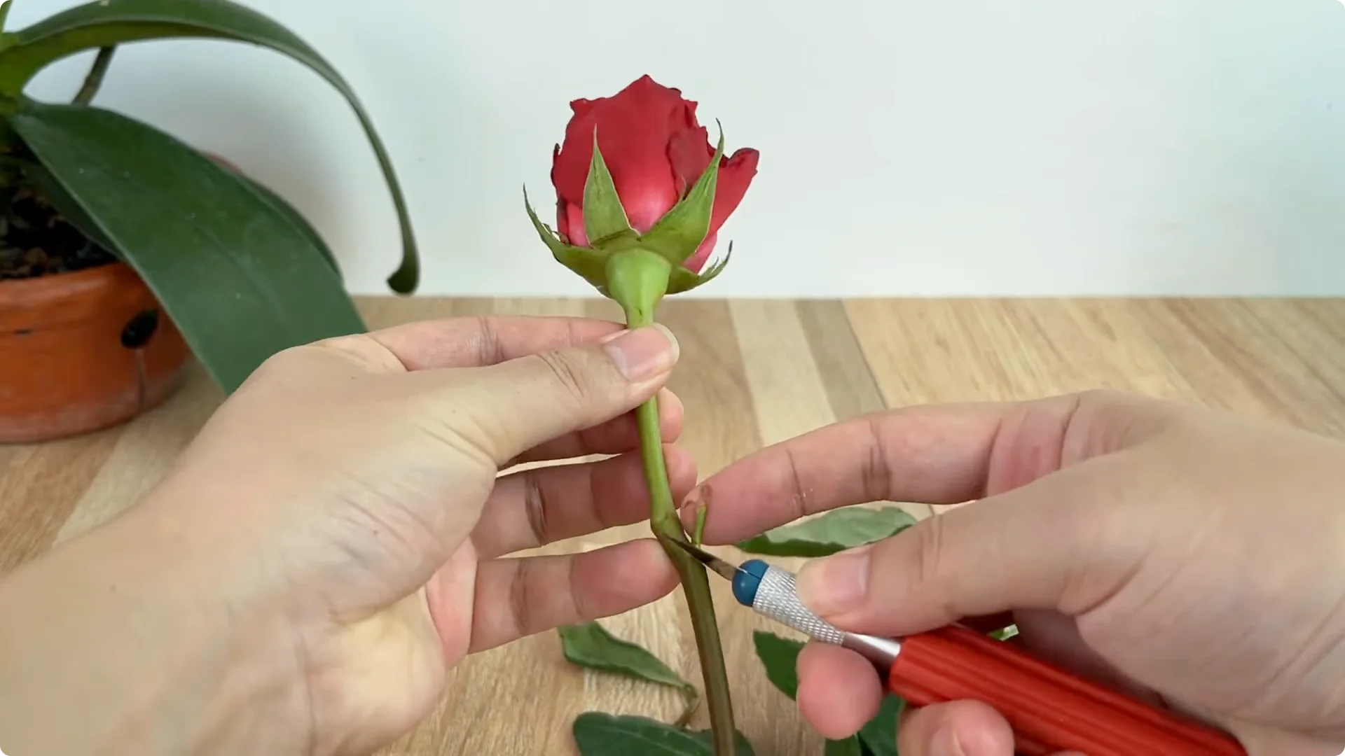 How One Thin Rose Slice Sparks Roots and Blooming Branches screenshot 9