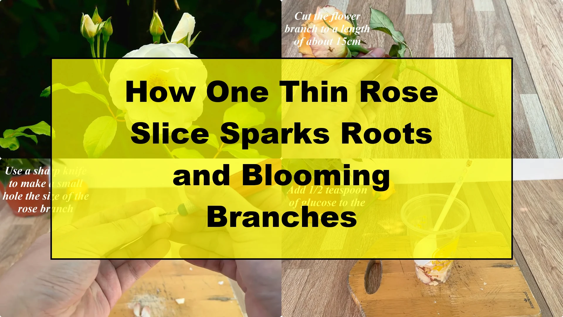 How One Thin Rose Slice Sparks Roots and Blooming Branches - Featured Image