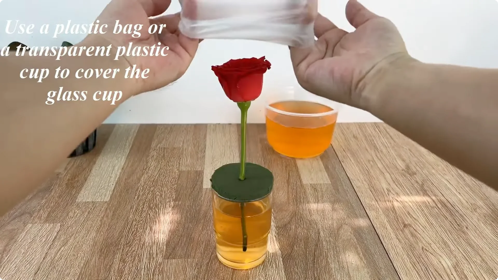 How Onions Unlock a Faster Way to Propagate Roses screenshot 12
