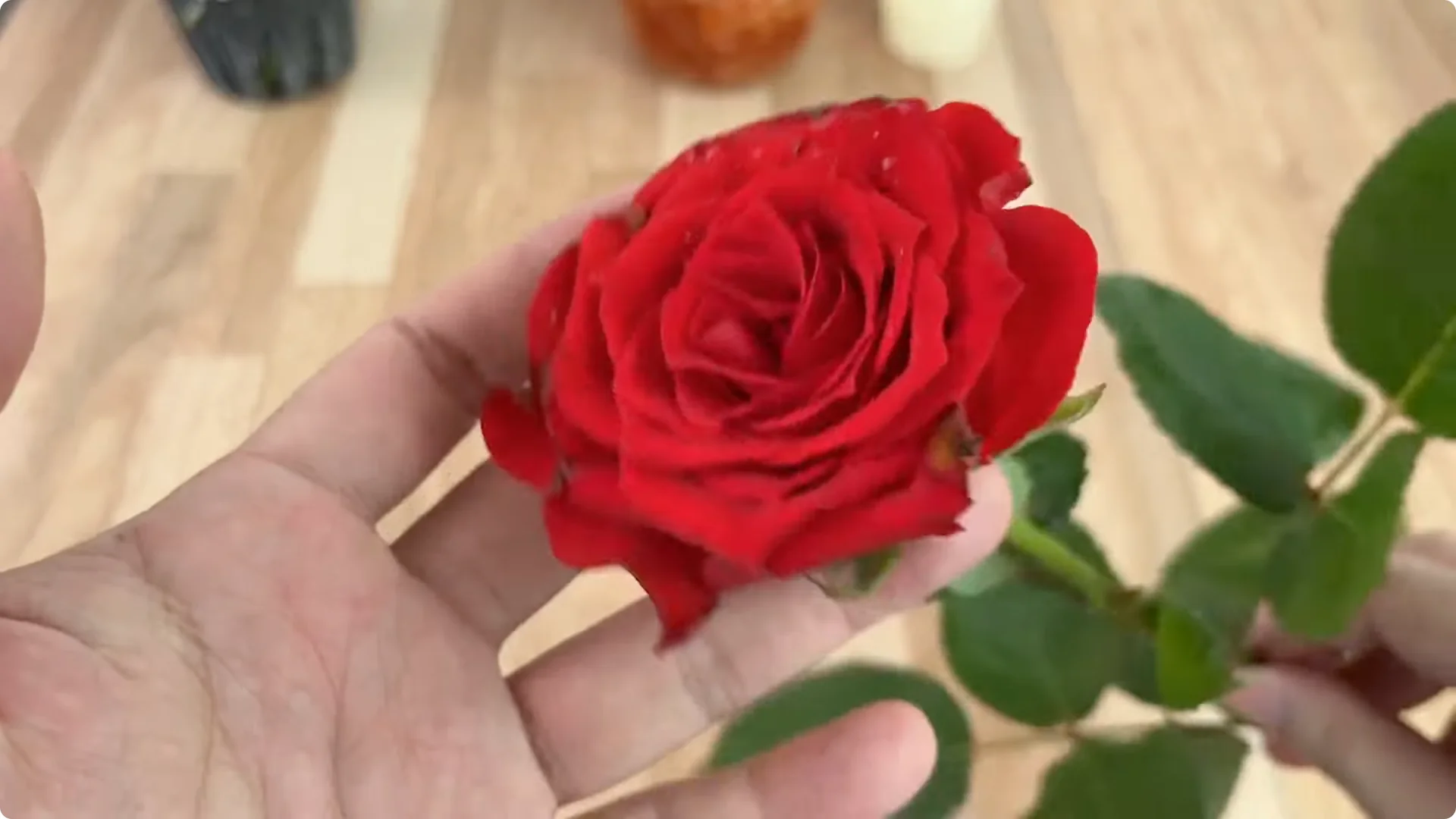 How Onions Unlock a Faster Way to Propagate Roses screenshot 7