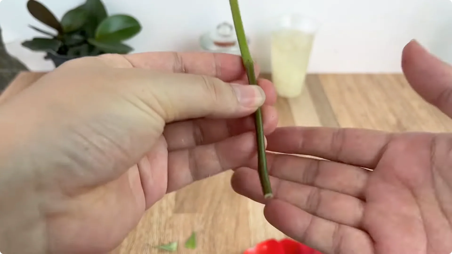 How Onions Unlock a Faster Way to Propagate Roses screenshot 8