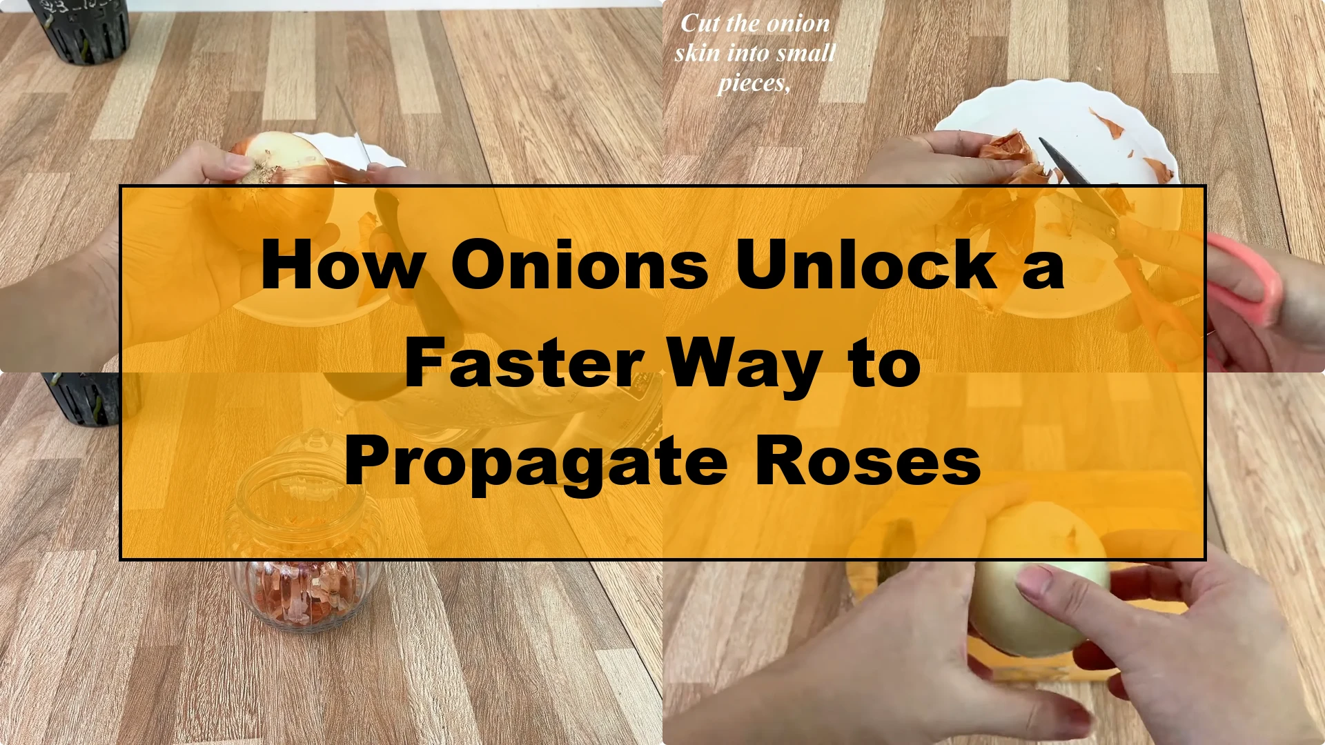 How Onions Unlock a Faster Way to Propagate Roses - Featured Image