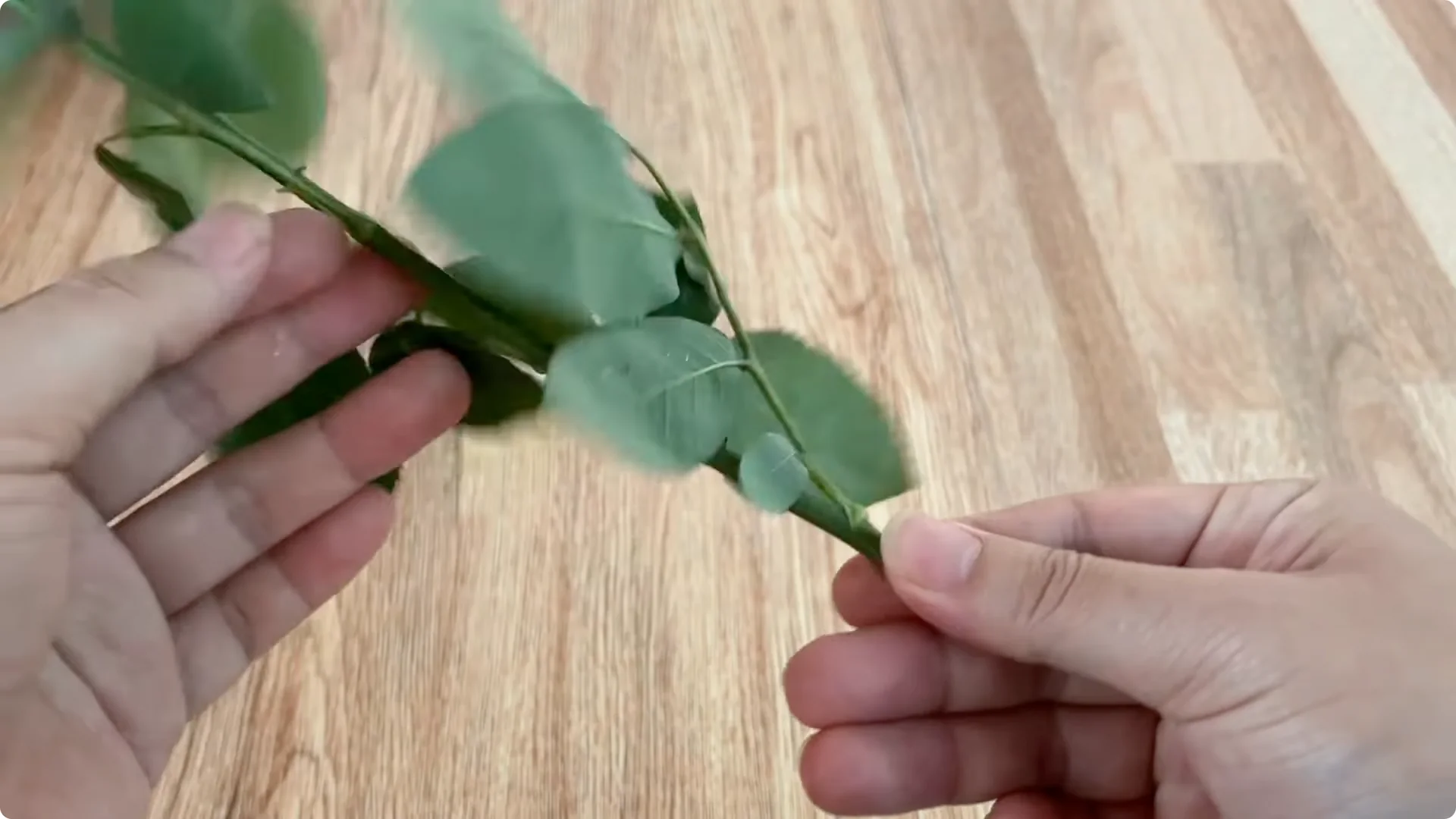 How Onions Unlock a Simple, Effective Way to Propagate Roses screenshot 1