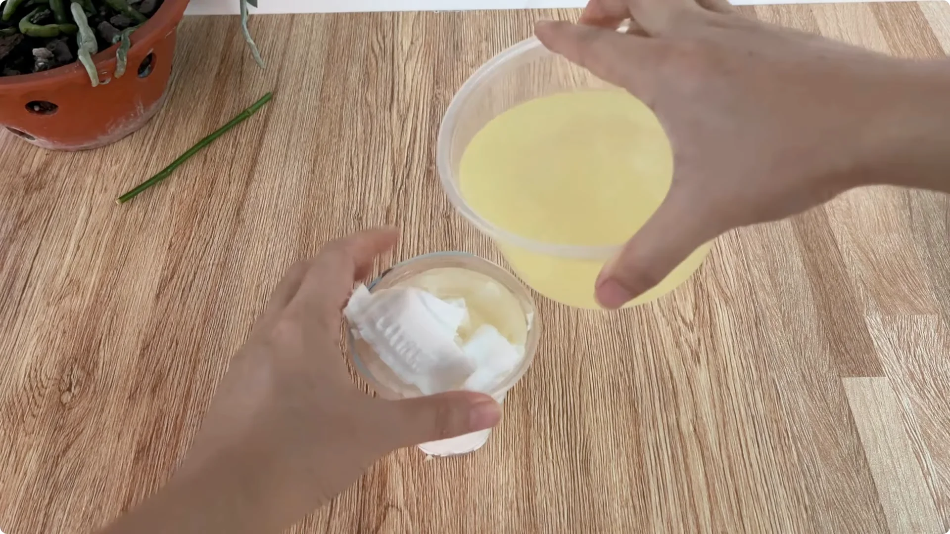 How Onions Unlock a Simple, Effective Way to Propagate Roses screenshot 19