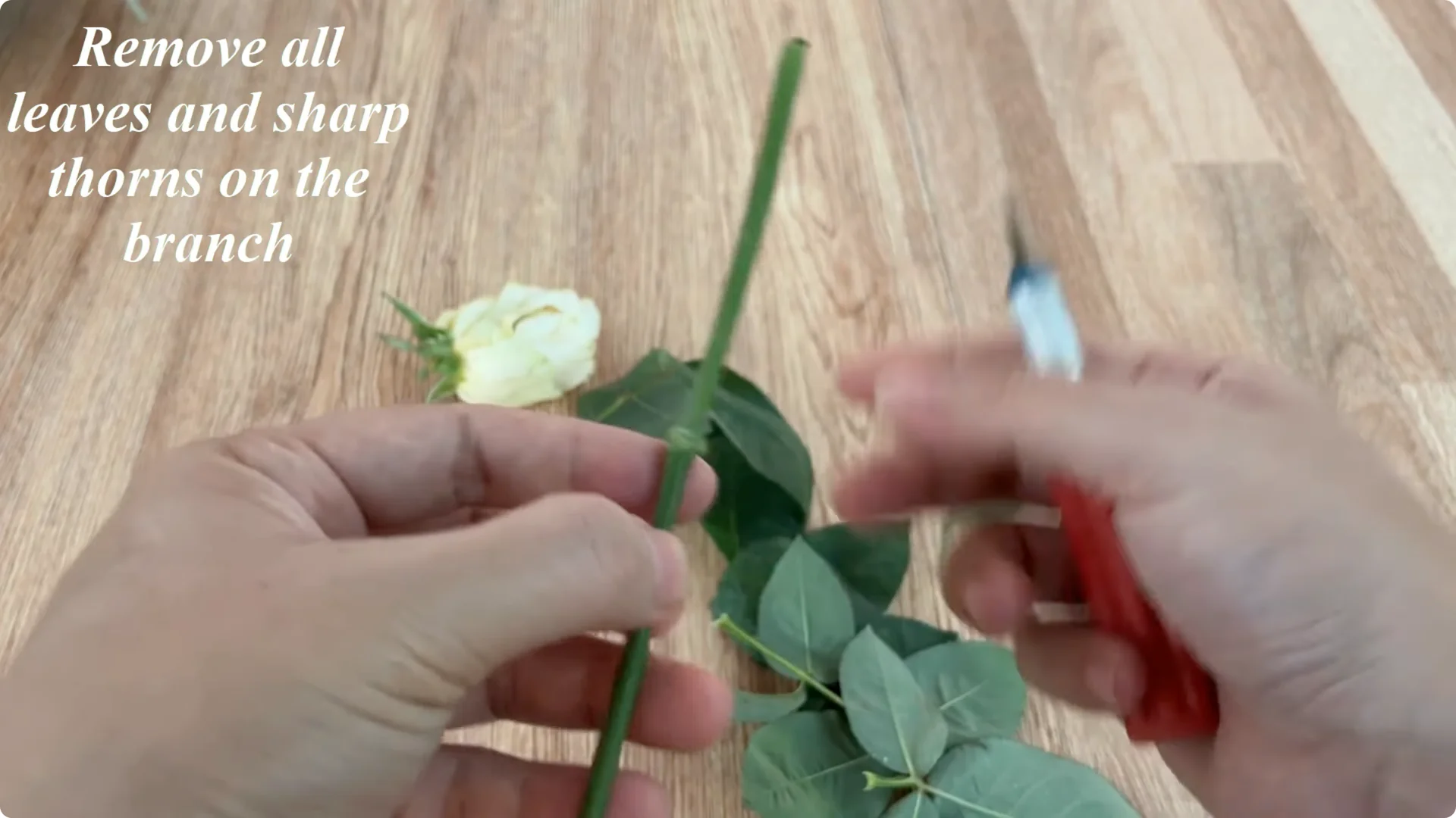 How Onions Unlock a Simple, Effective Way to Propagate Roses screenshot 2