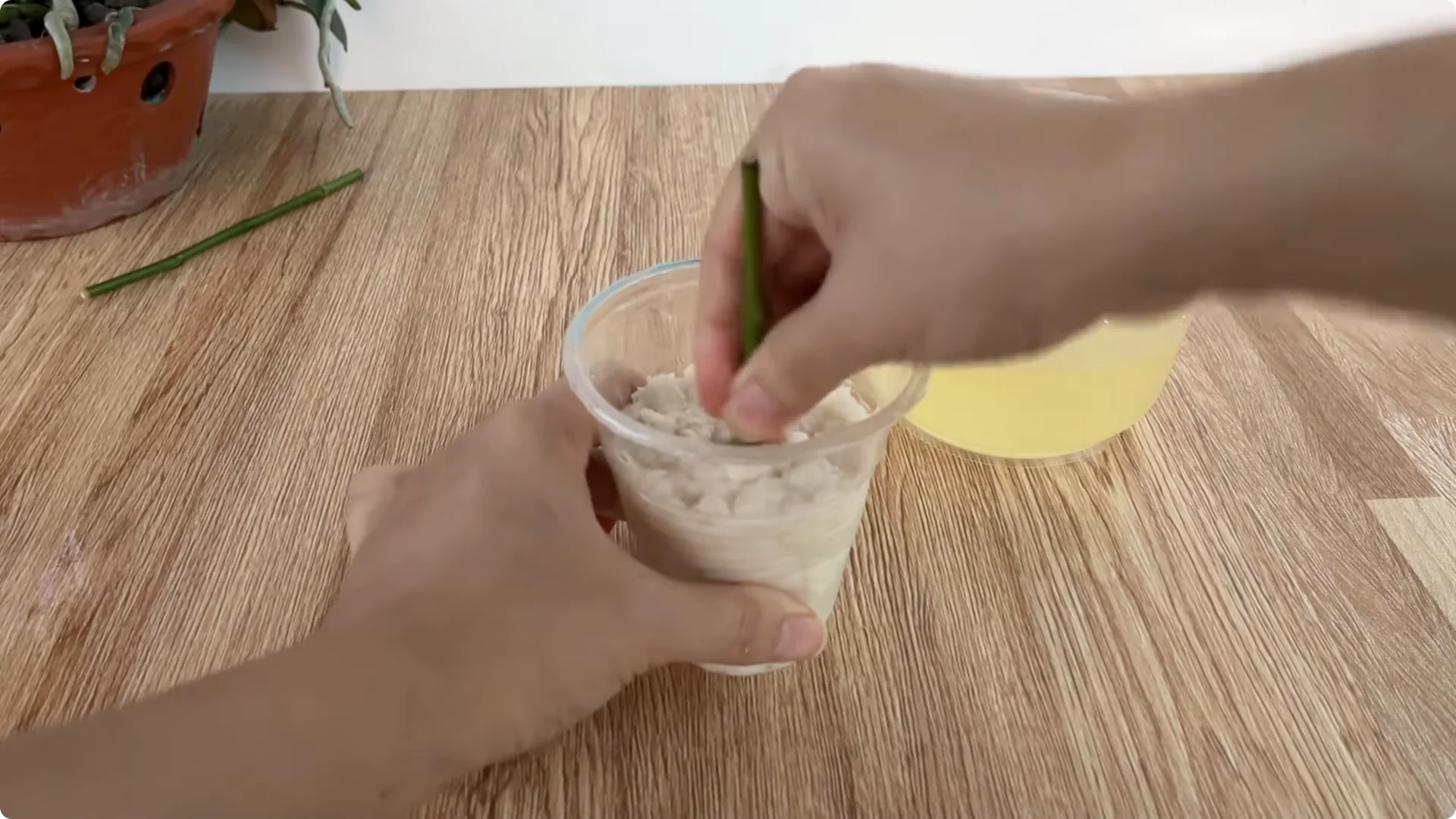 How Onions Unlock a Simple, Effective Way to Propagate Roses screenshot 20