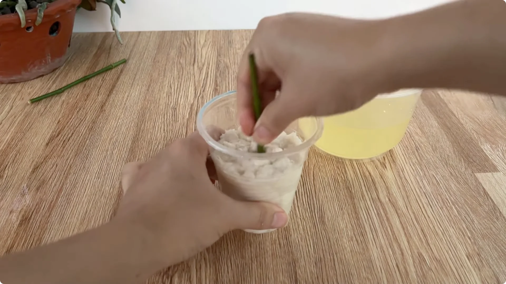 How Onions Unlock a Simple, Effective Way to Propagate Roses screenshot 21