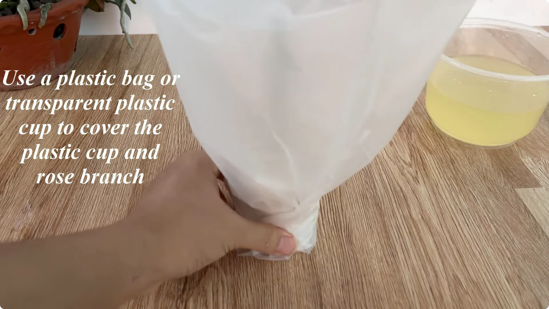 How Onions Unlock a Simple, Effective Way to Propagate Roses screenshot 22