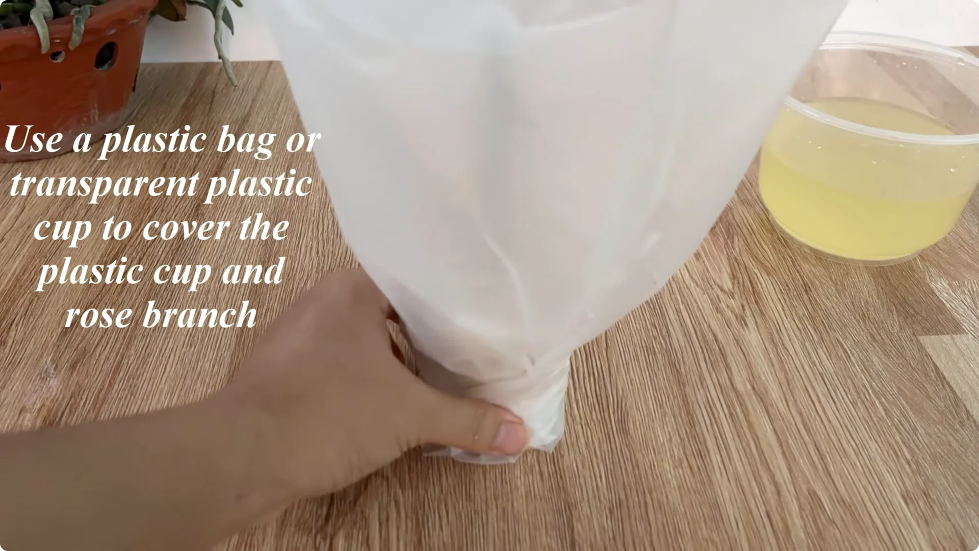 How Onions Unlock a Simple, Effective Way to Propagate Roses screenshot 23