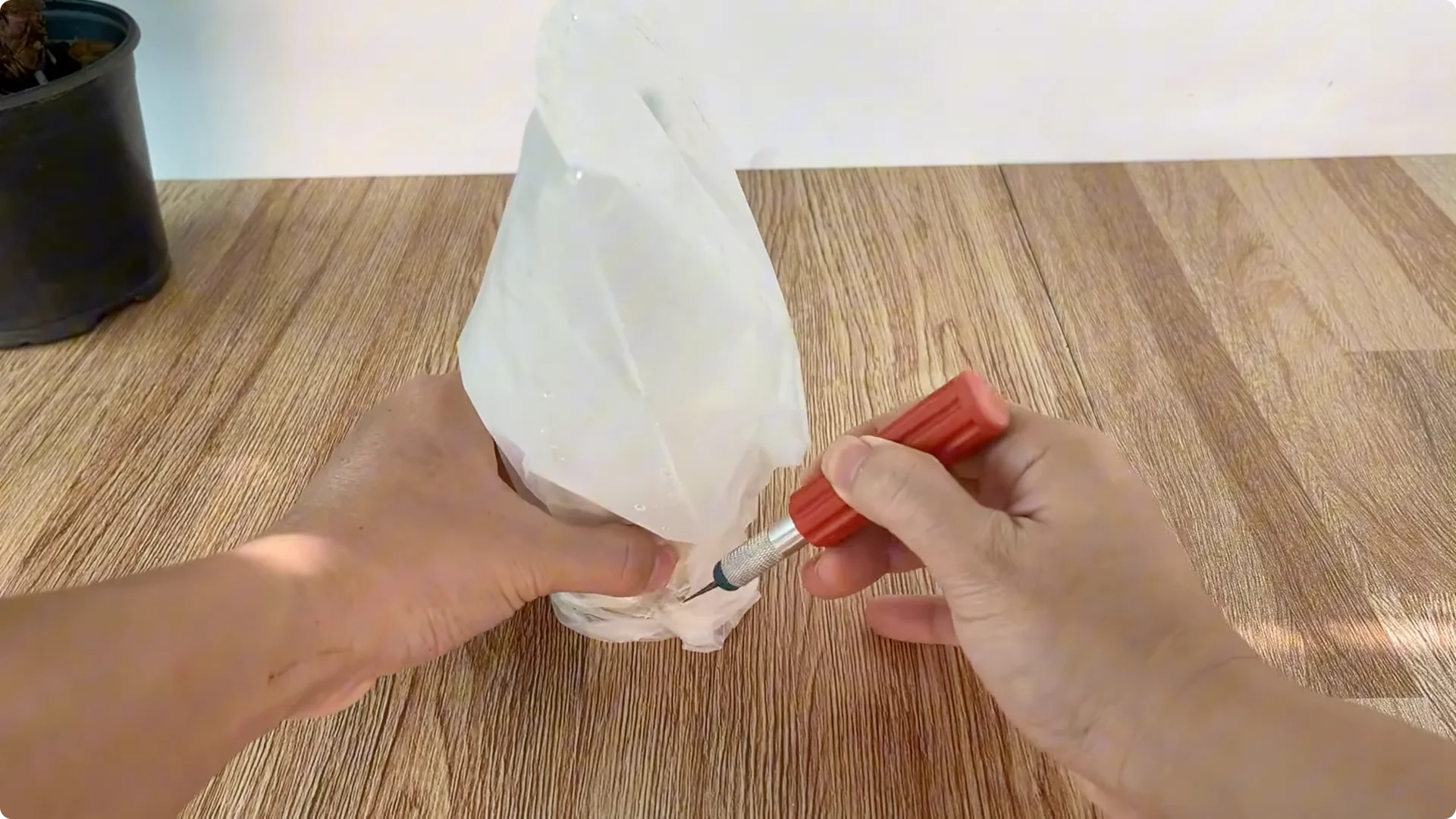 How Onions Unlock a Simple, Effective Way to Propagate Roses screenshot 26