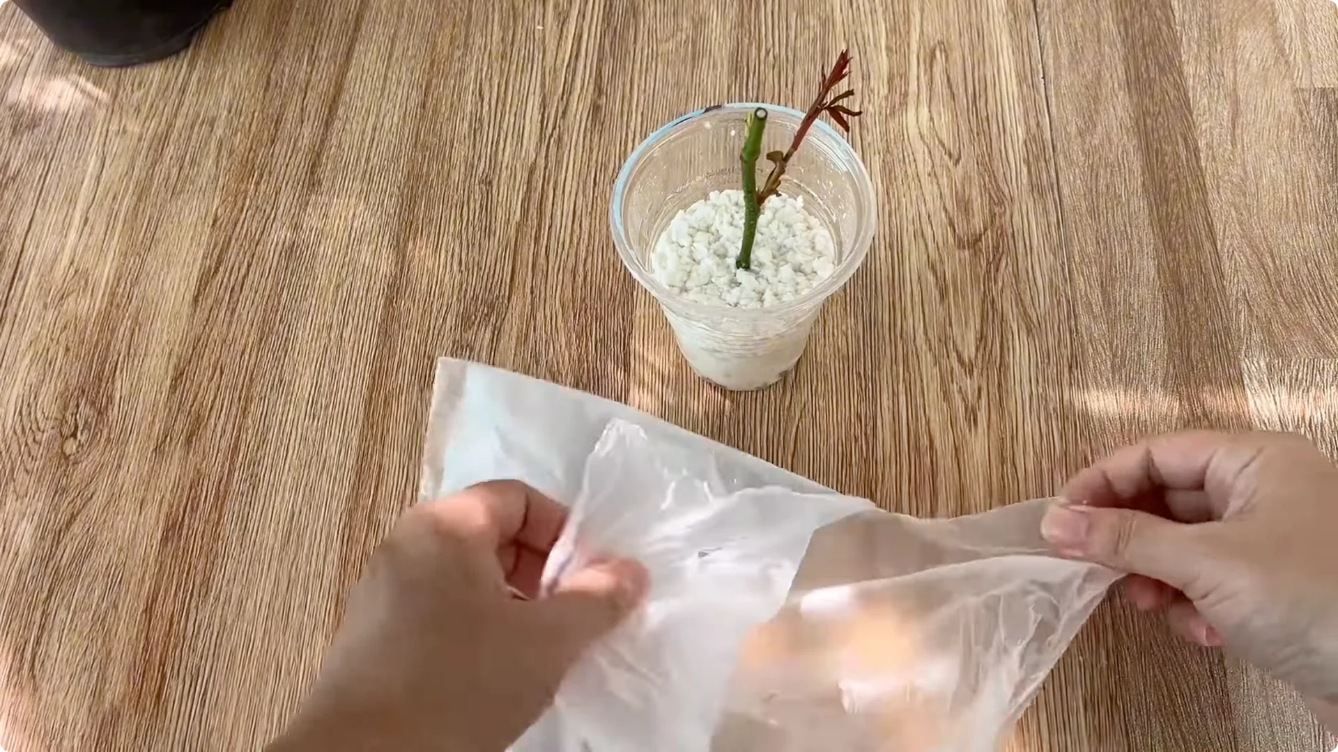 How Onions Unlock a Simple, Effective Way to Propagate Roses screenshot 28