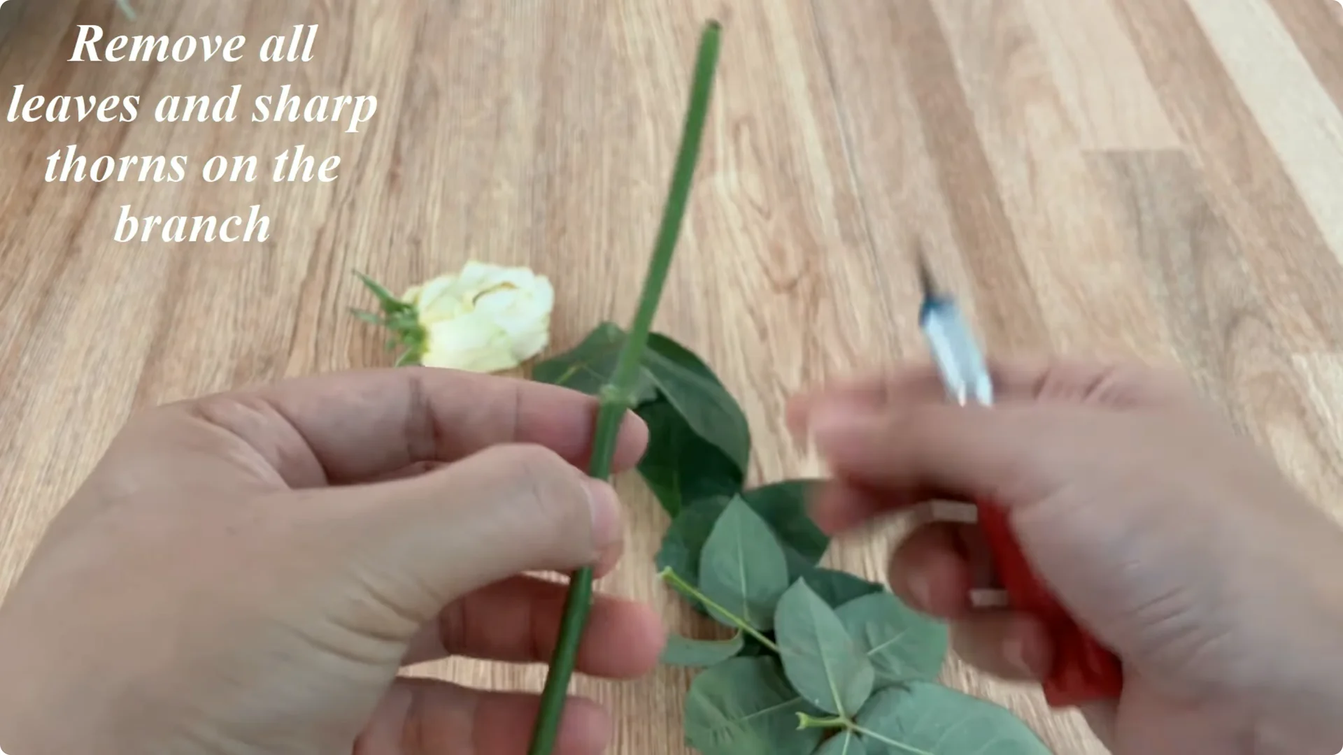 How Onions Unlock a Simple, Effective Way to Propagate Roses screenshot 3