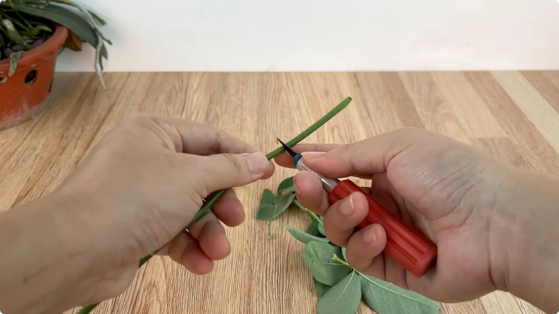 How Onions Unlock a Simple, Effective Way to Propagate Roses screenshot 4