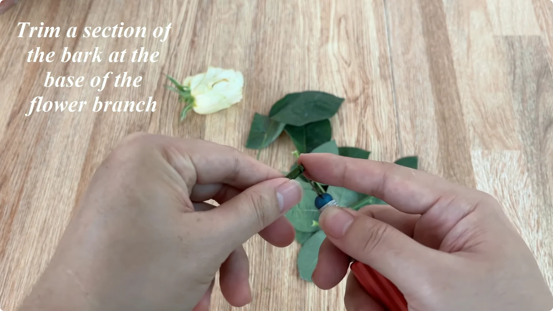 How Onions Unlock a Simple, Effective Way to Propagate Roses screenshot 5