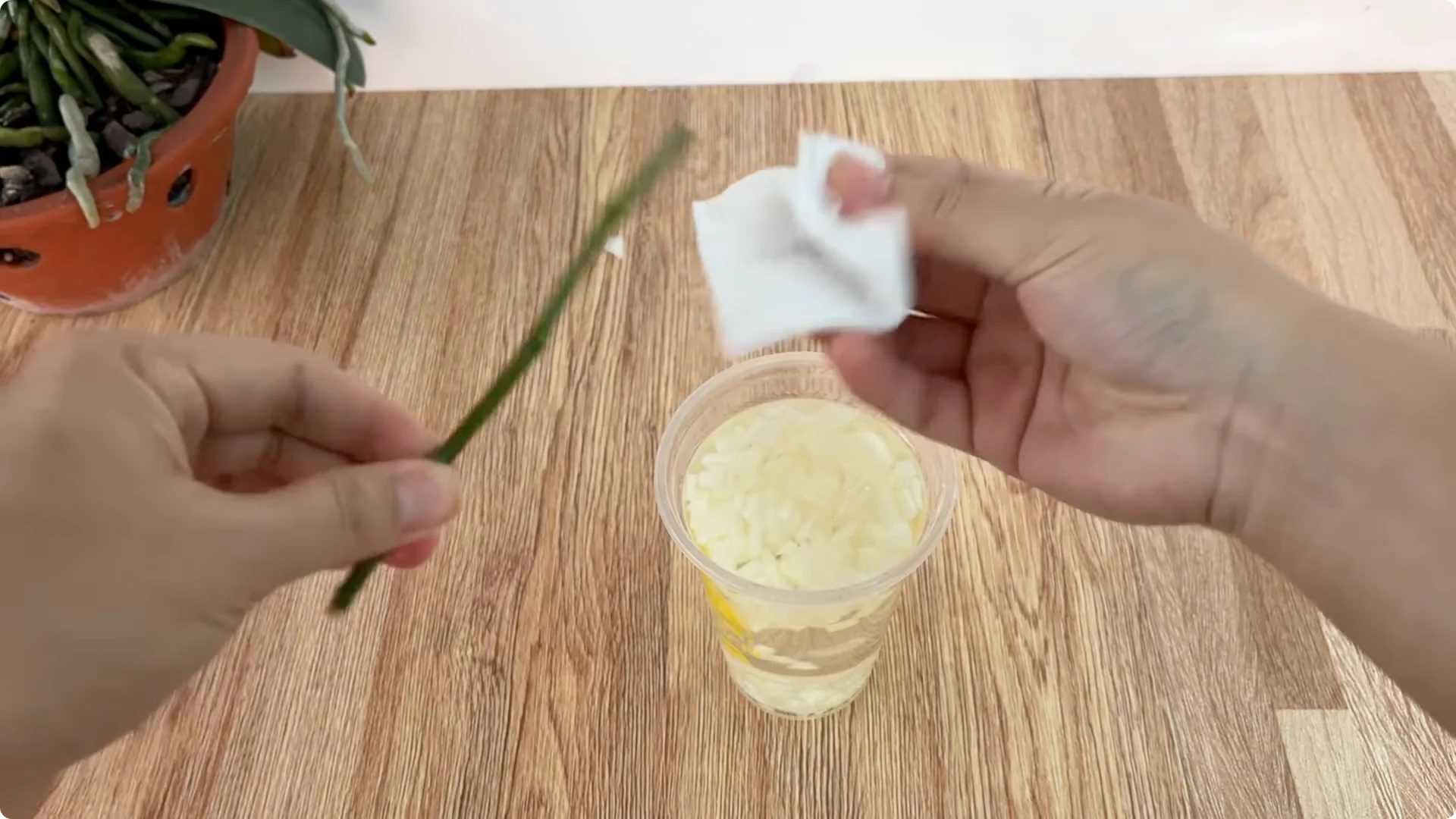 How Onions Unlock a Simple, Effective Way to Propagate Roses screenshot 9